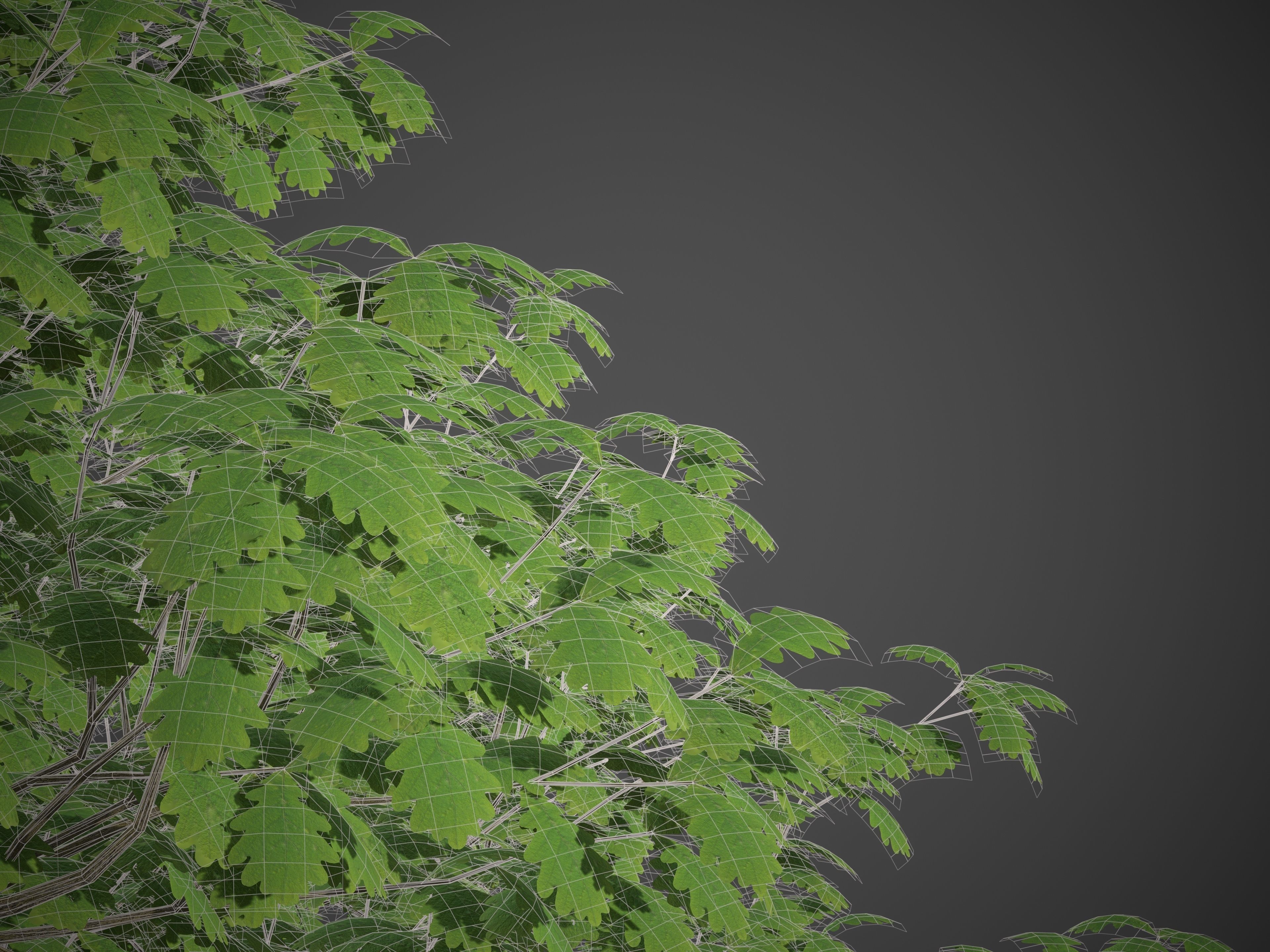 2021 PBR English Oak Collection - Quercus Robur  3D model_8