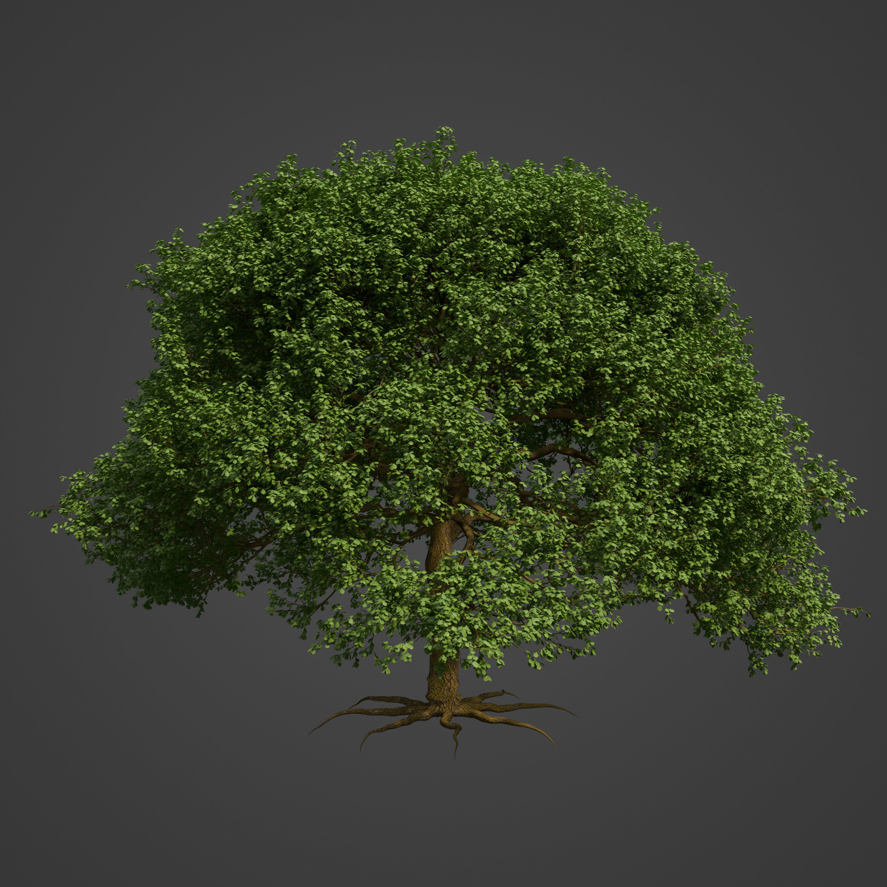 2021 PBR English Oak Collection - Quercus Robur  3D model_6