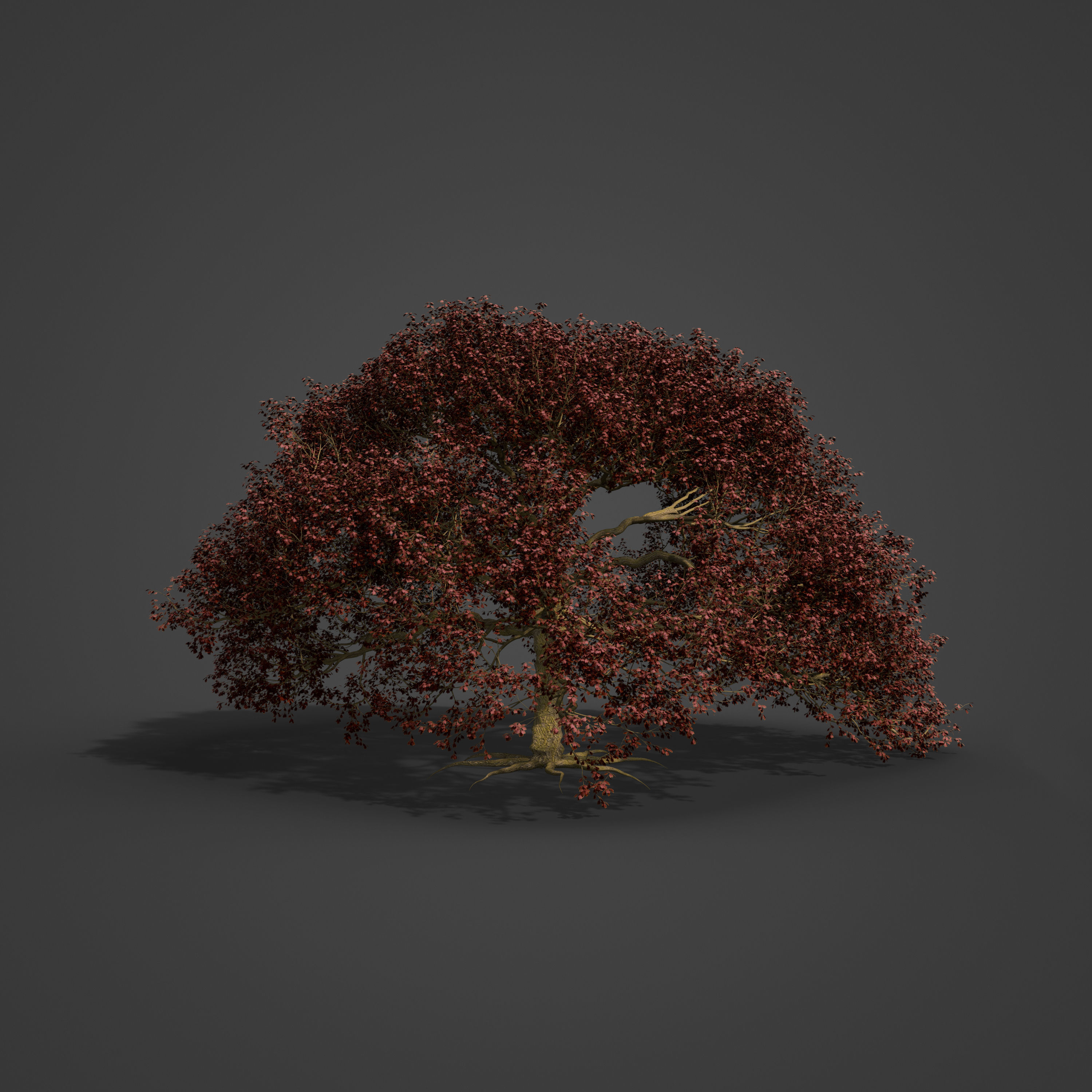 2021 PBR English Oak Collection - Quercus Robur  3D model_4