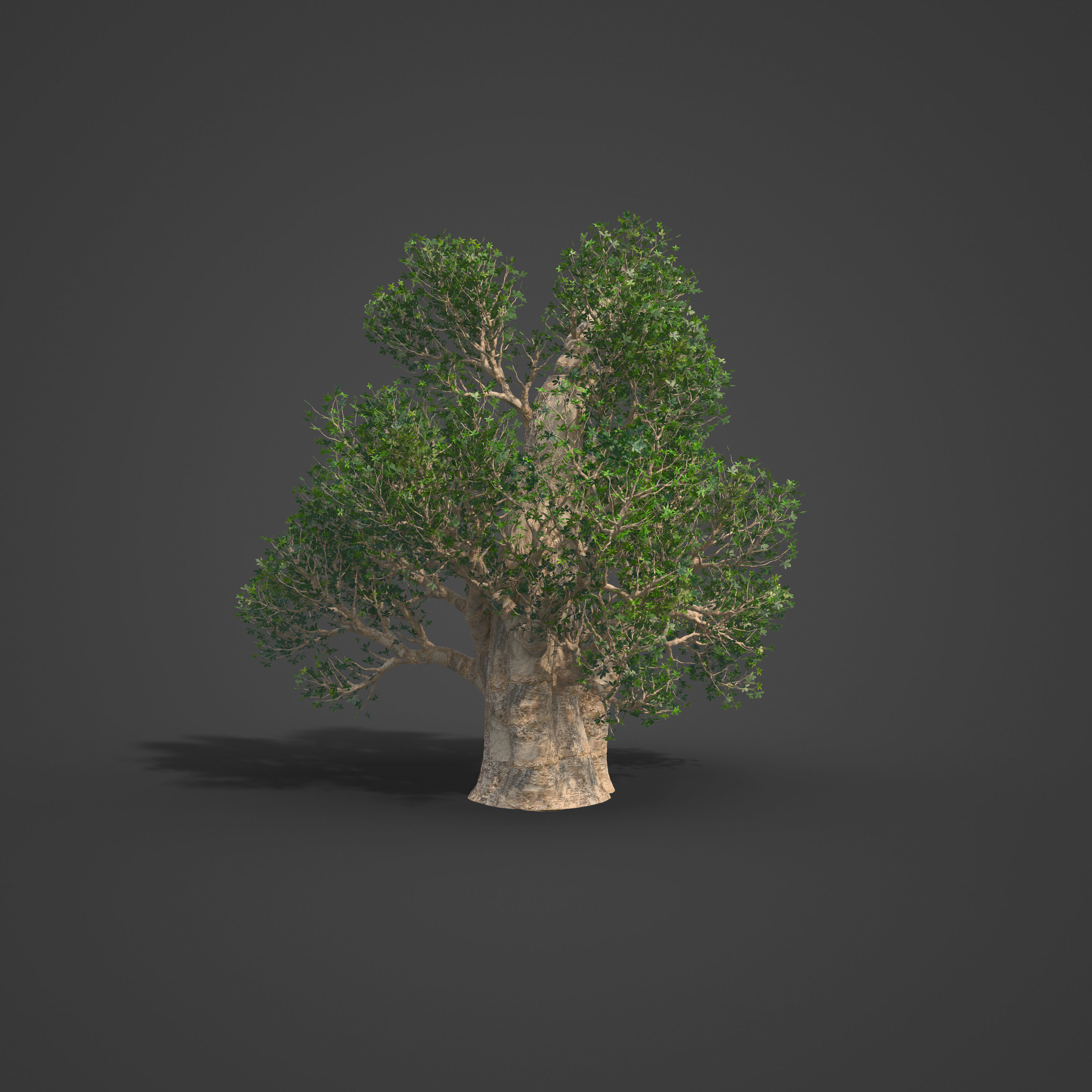 2021 PBR Baobab Collection - Adansonia Digitata 3D model_3