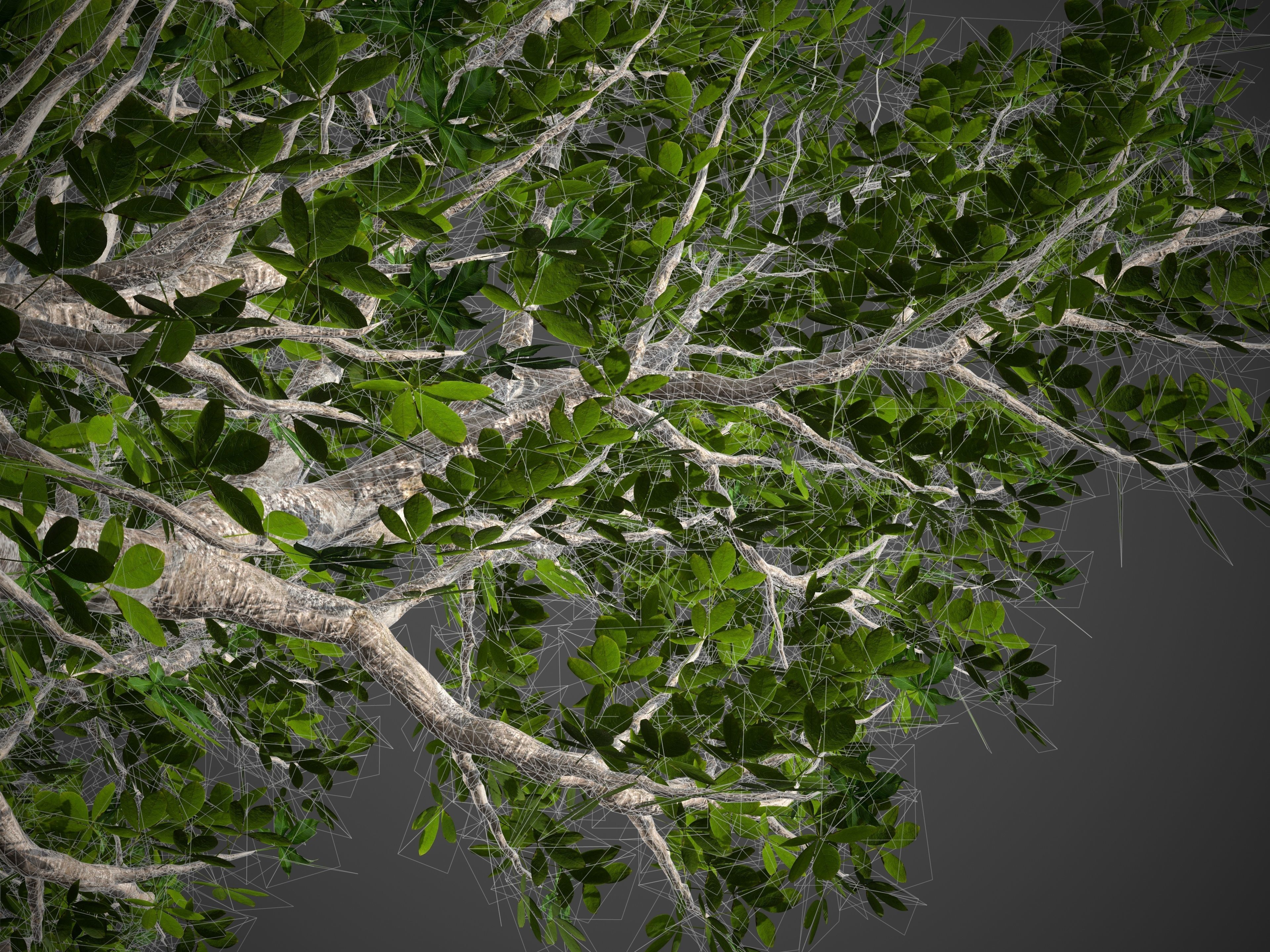 2021 PBR Baobab Collection - Adansonia Digitata 3D model_9