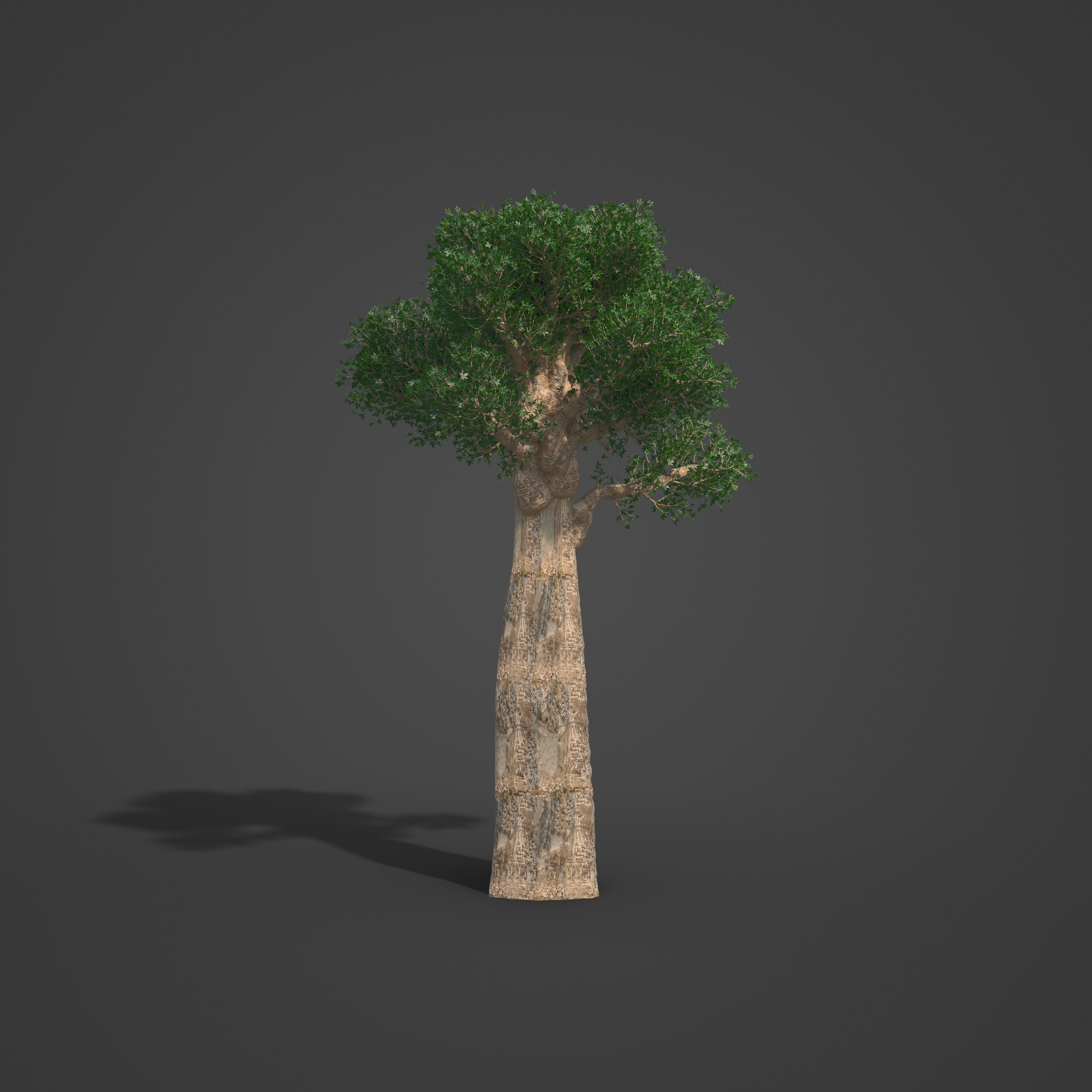 2021 PBR Baobab Collection - Adansonia Digitata 3D model_5
