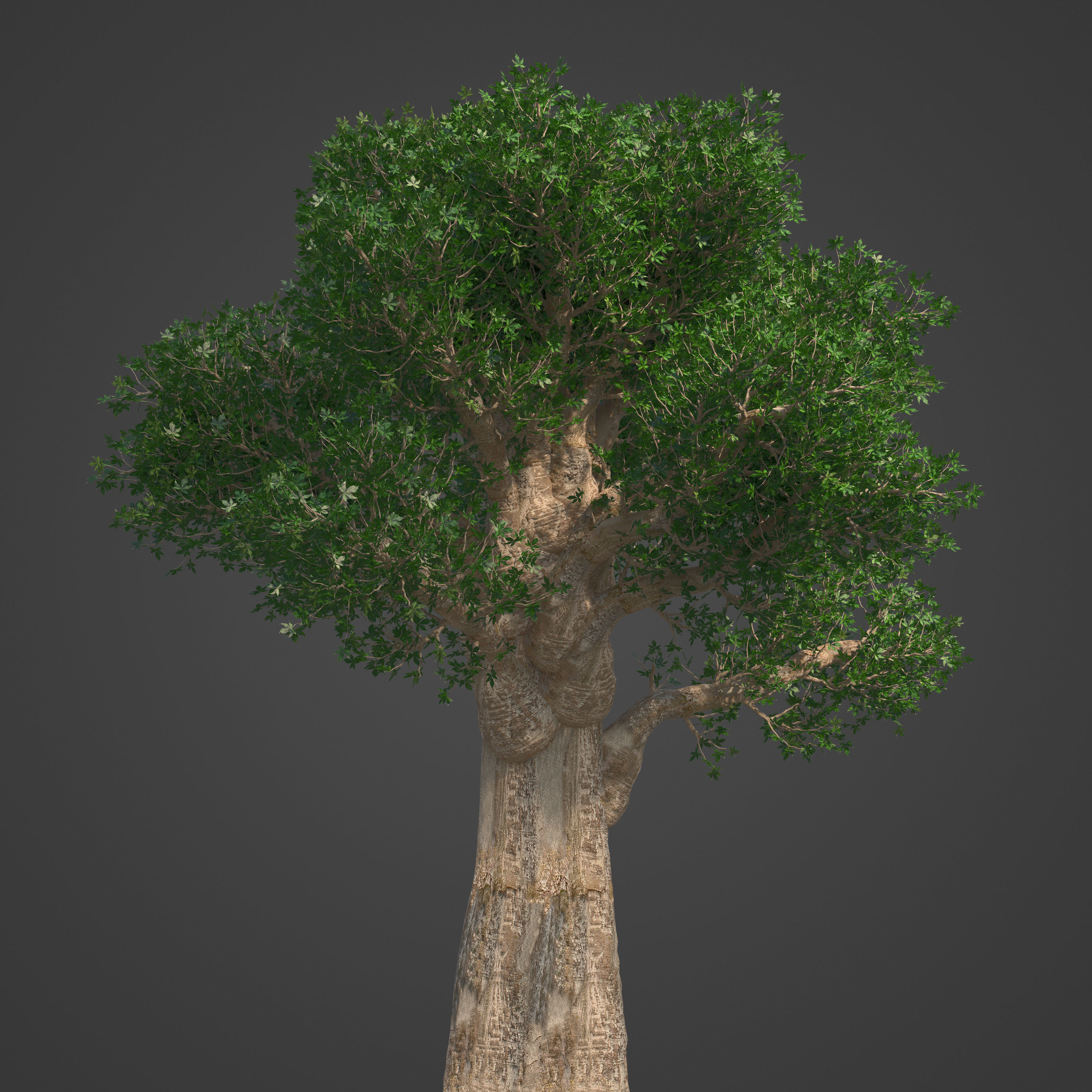 2021 PBR Baobab Collection - Adansonia Digitata 3D model_6