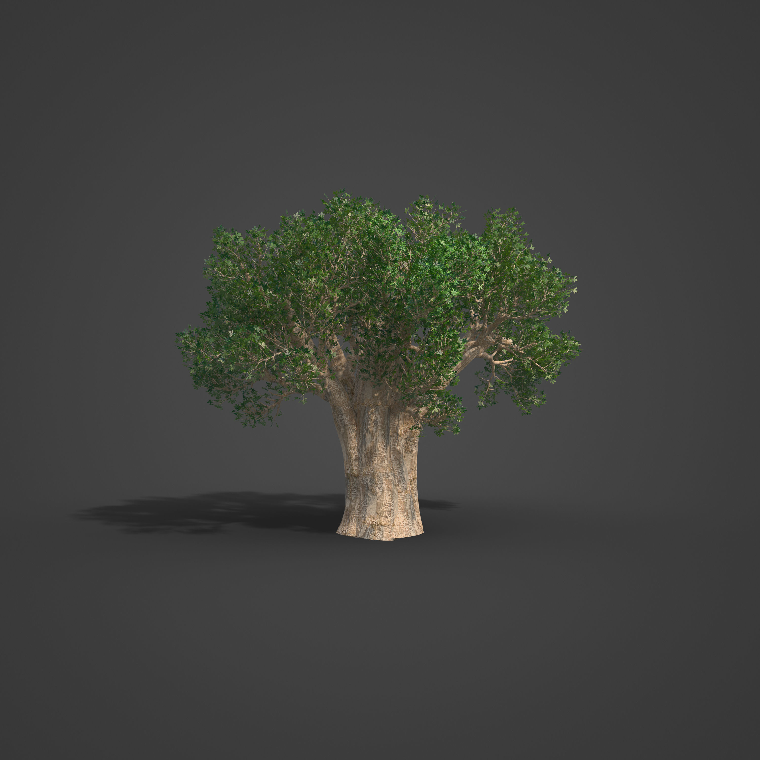 2021 PBR Baobab Collection - Adansonia Digitata 3D model_2