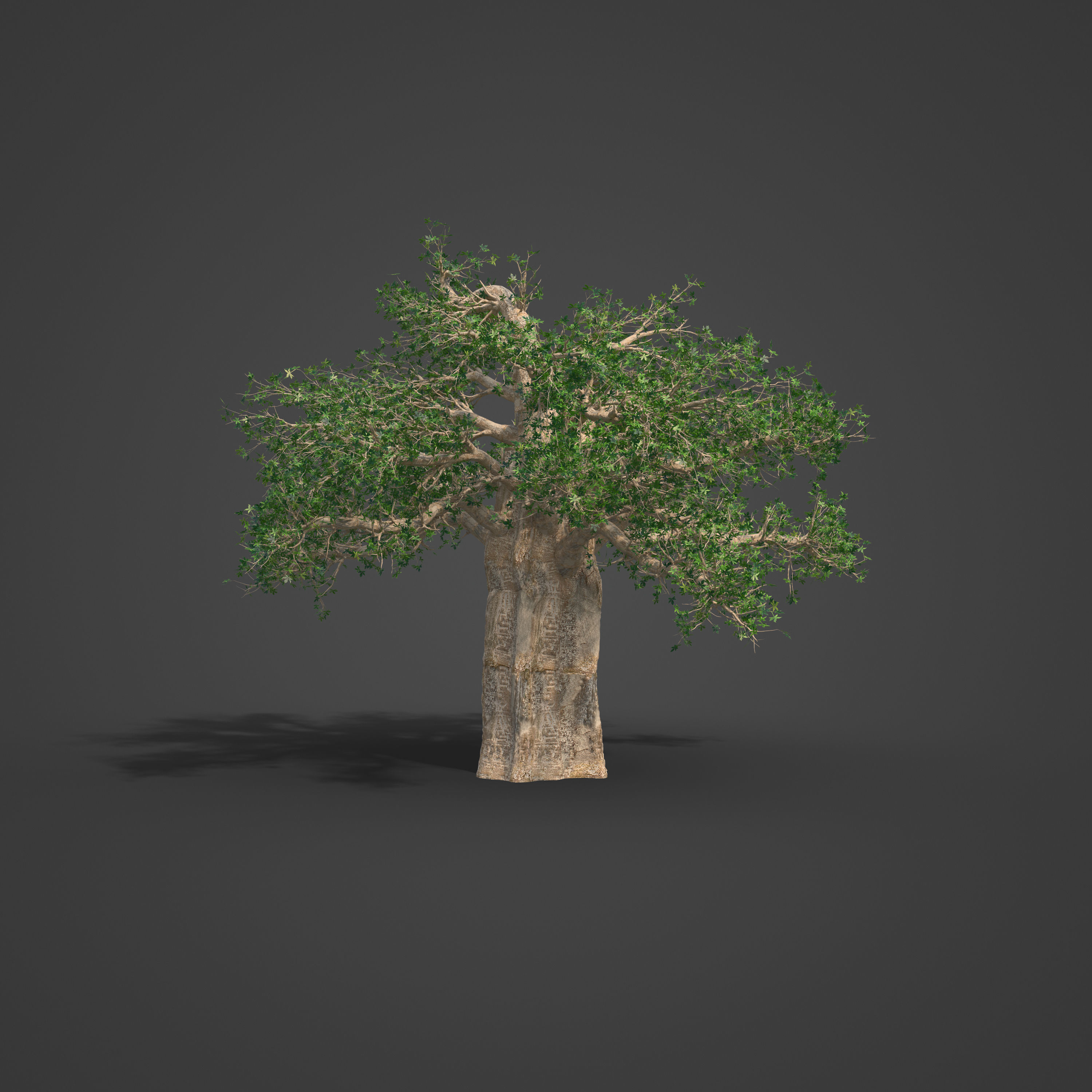 2021 PBR Baobab Collection - Adansonia Digitata 3D model_4