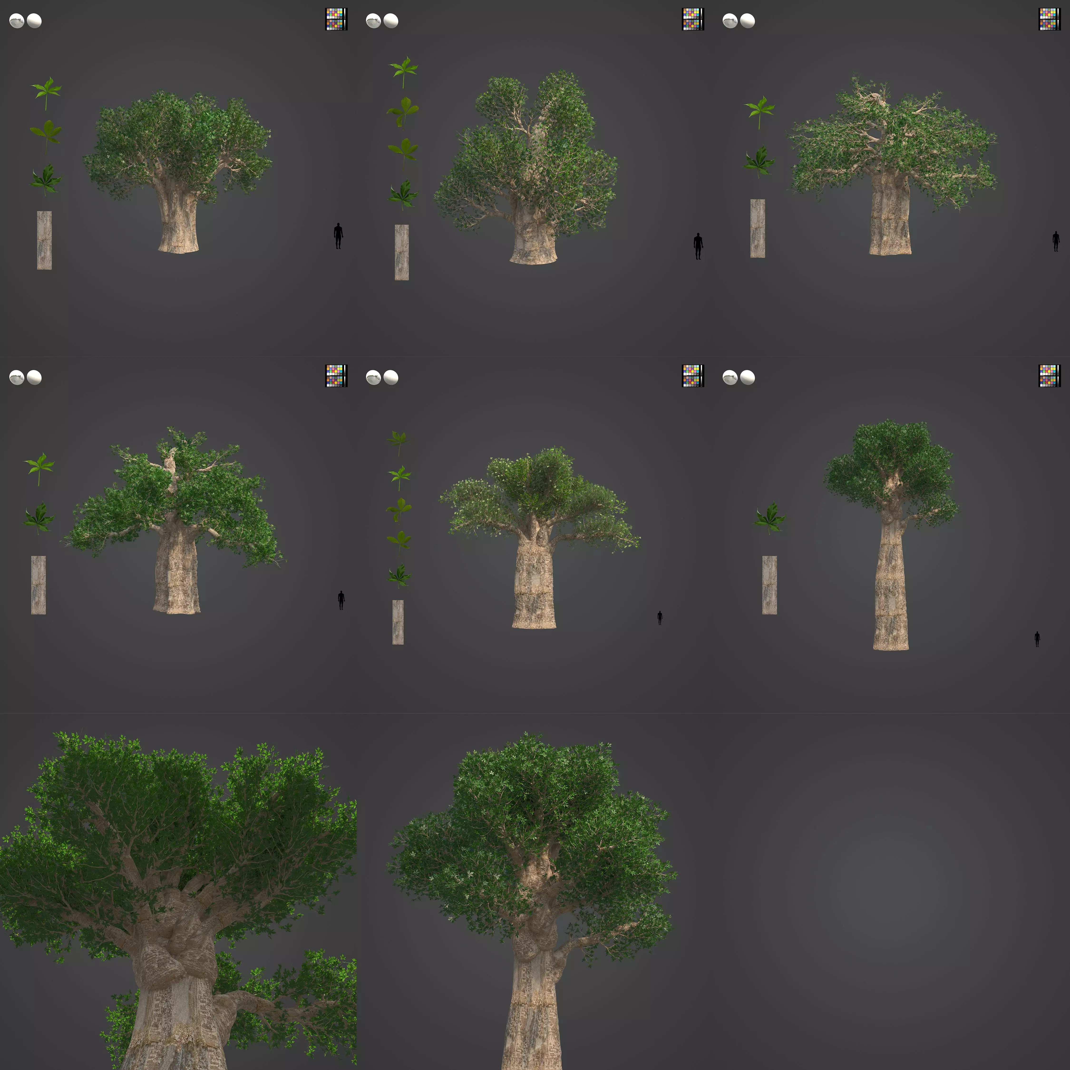2021 PBR Baobab Collection - Adansonia Digitata 3D model_0