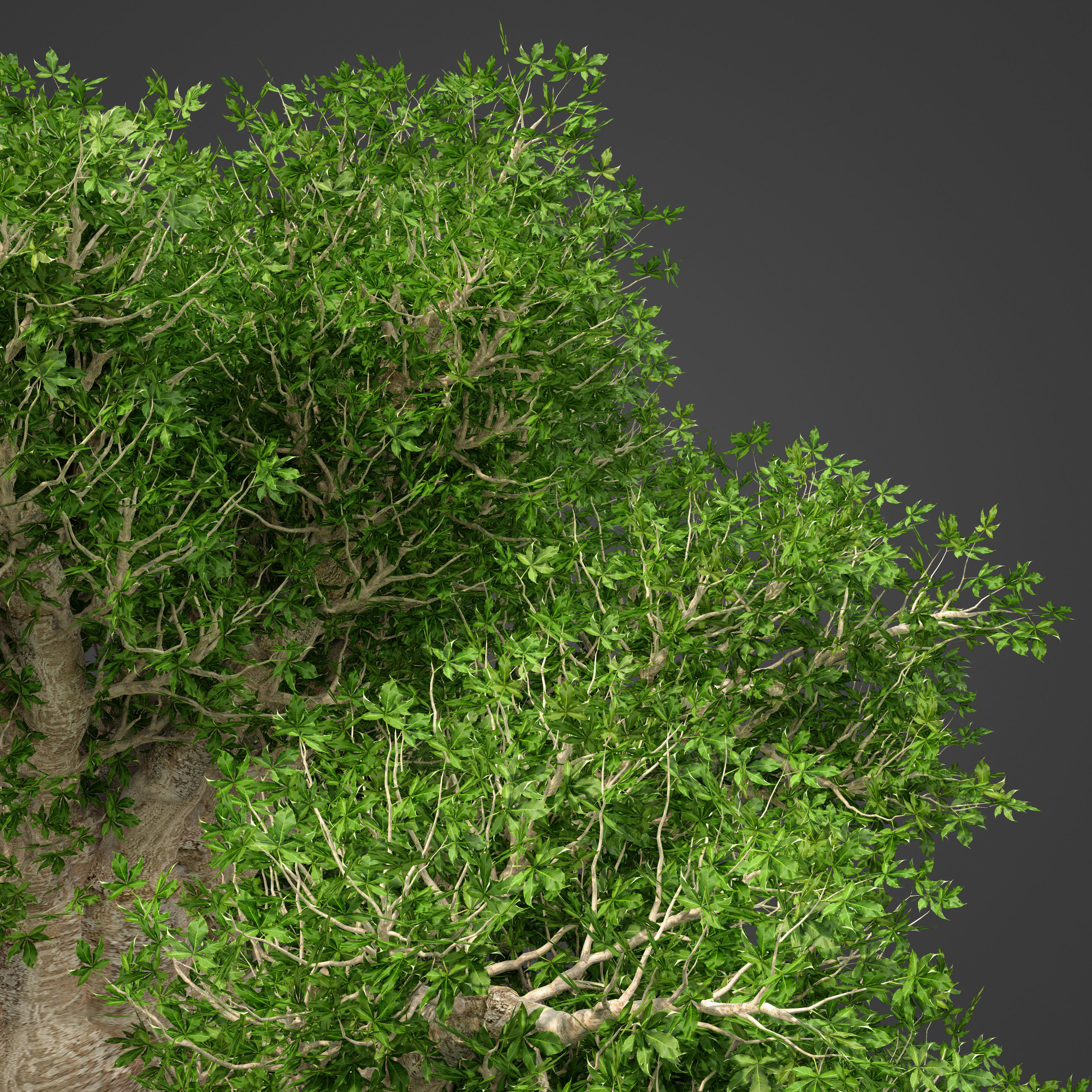 2021 PBR Baobab Collection - Adansonia Digitata 3D model_7