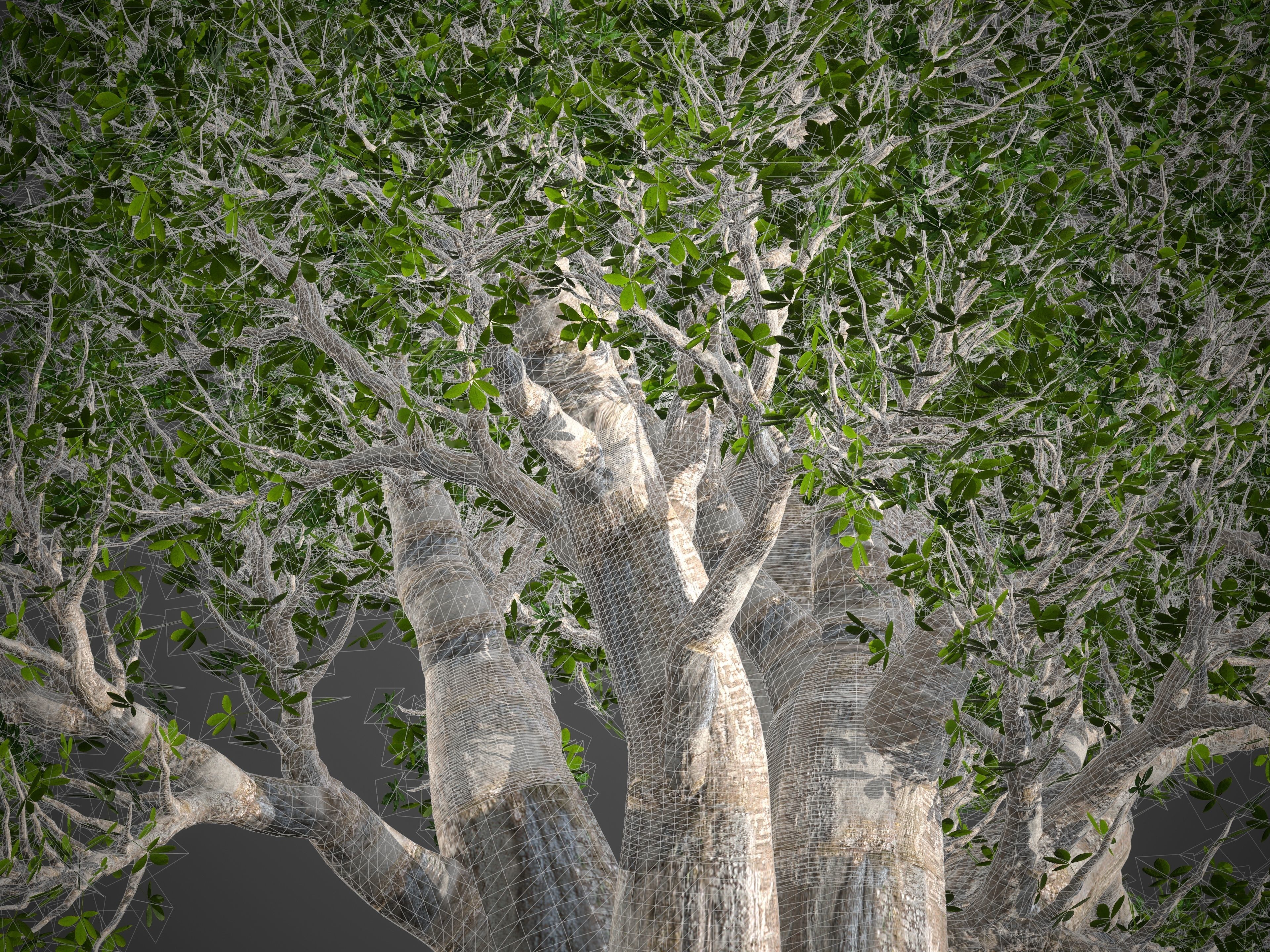 2021 PBR Baobab Collection - Adansonia Digitata 3D model_8