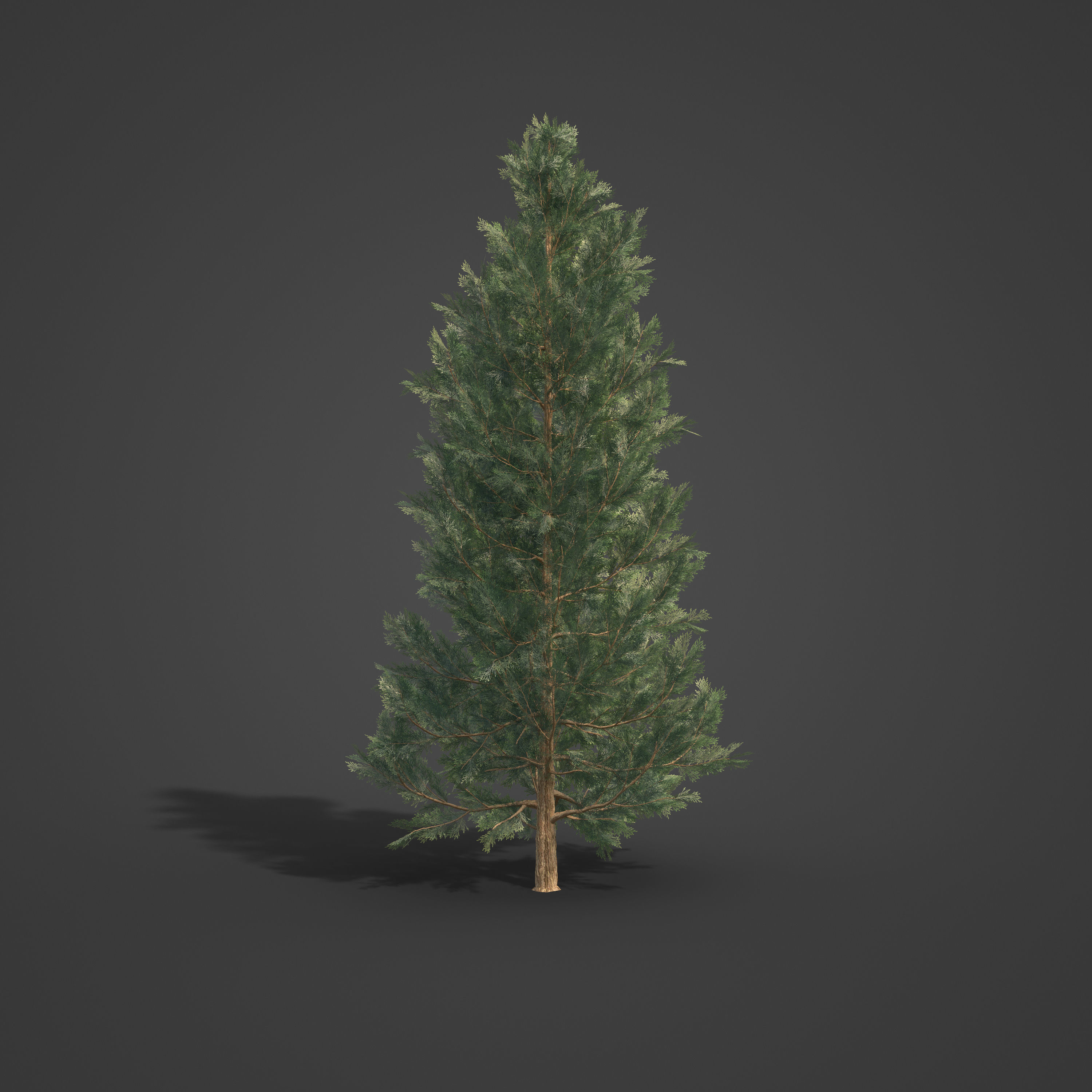 2021 PBR Incense Cedar Collection - Calocedrus Decurrens Free 3D model_4