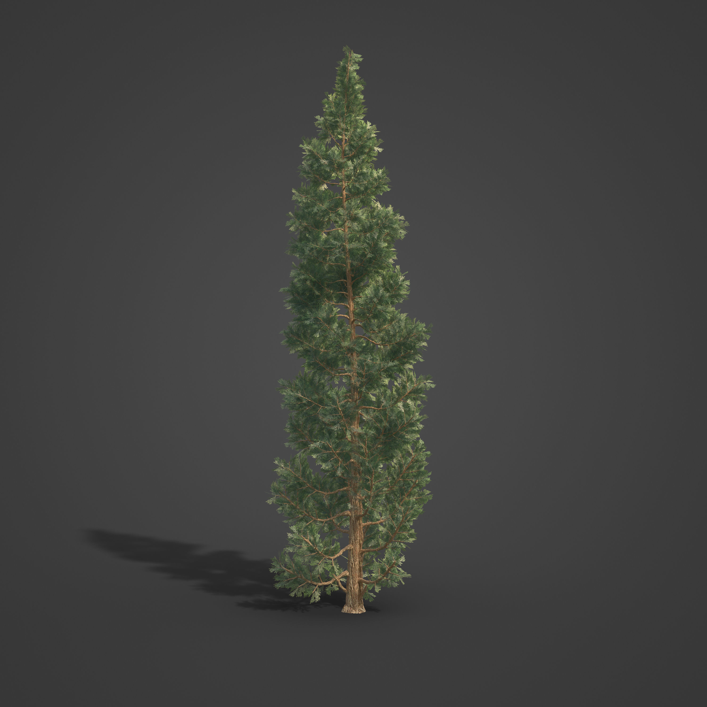 2021 PBR Incense Cedar Collection - Calocedrus Decurrens Free 3D model_6