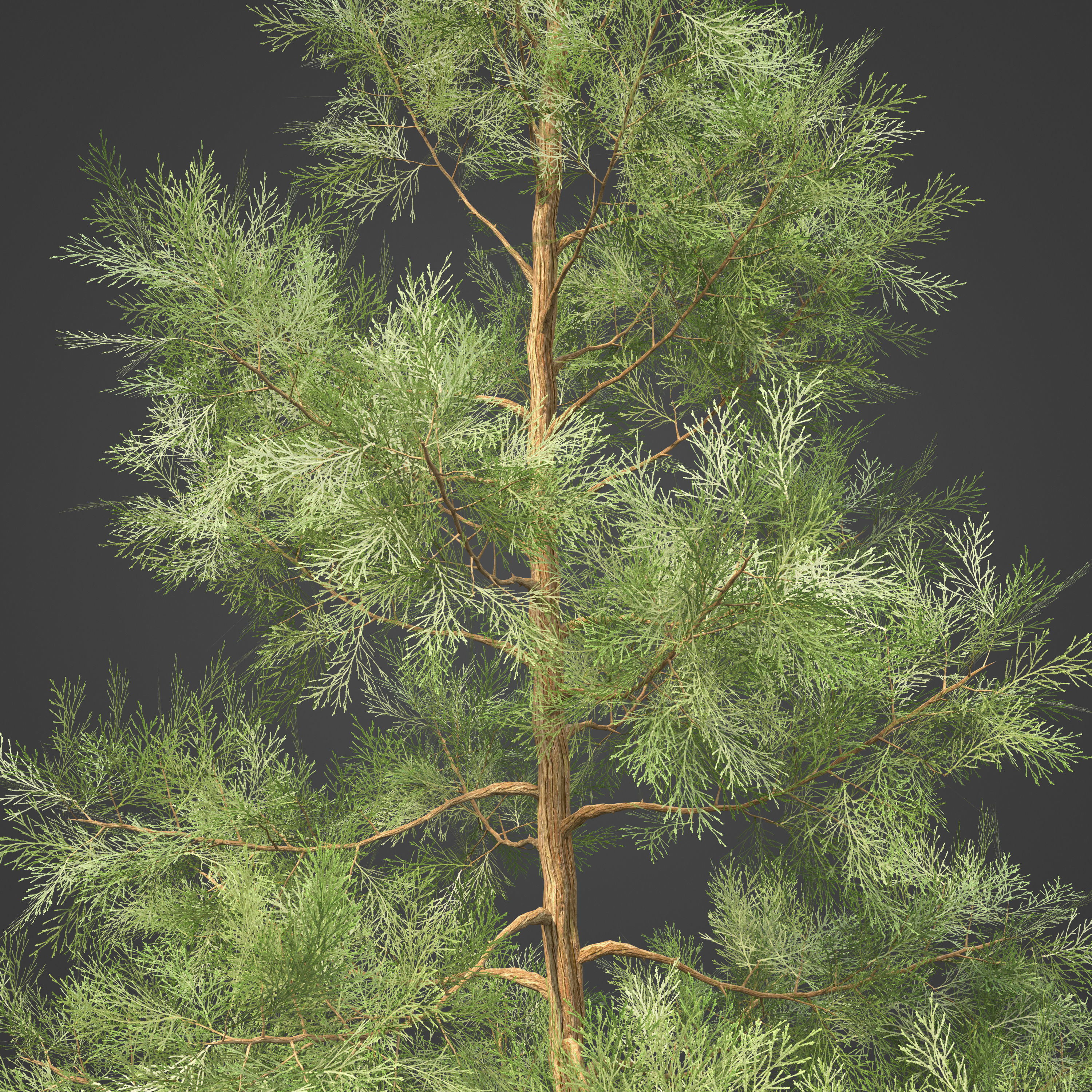 2021 PBR Incense Cedar Collection - Calocedrus Decurrens Free 3D model_3
