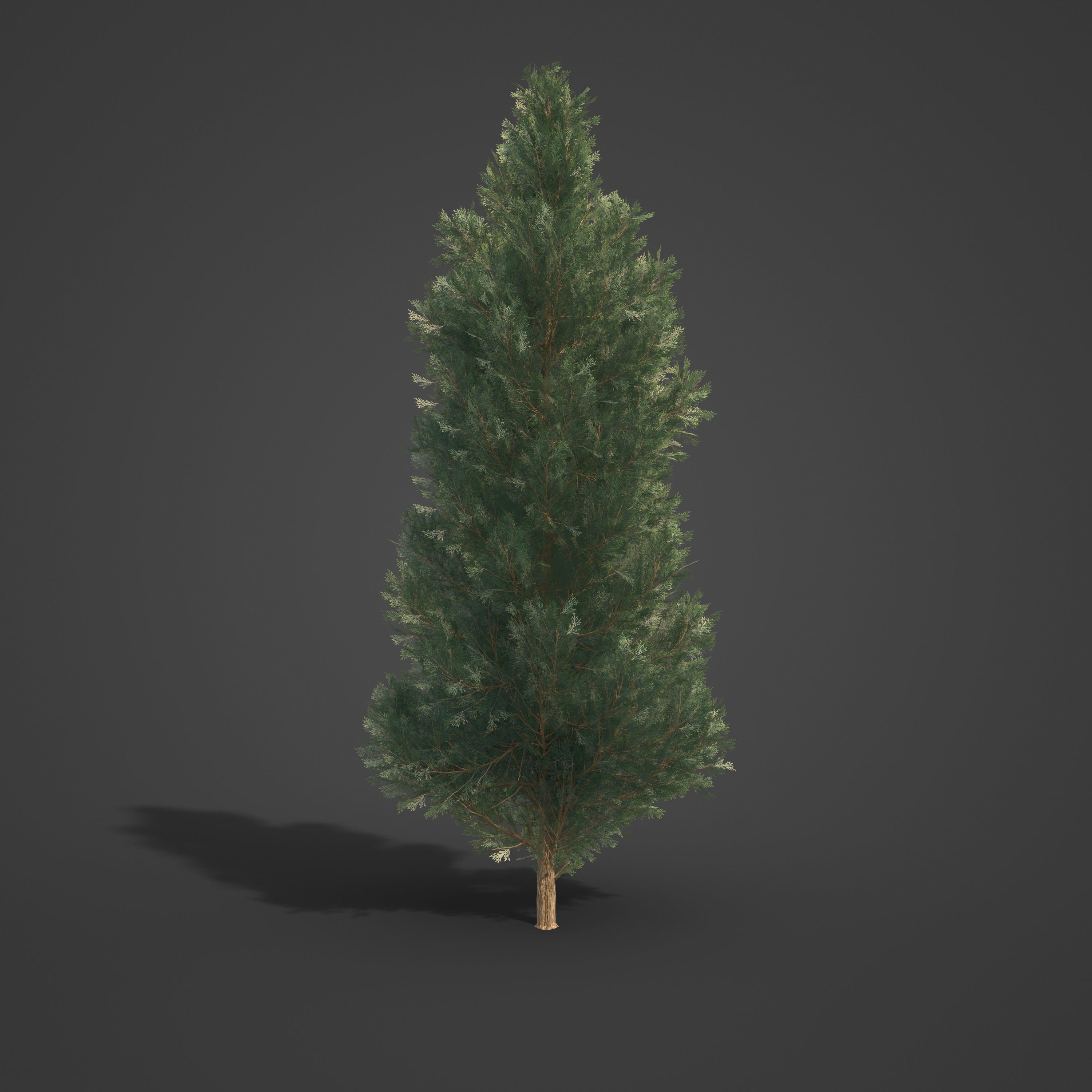 2021 PBR Incense Cedar Collection - Calocedrus Decurrens Free 3D model_5