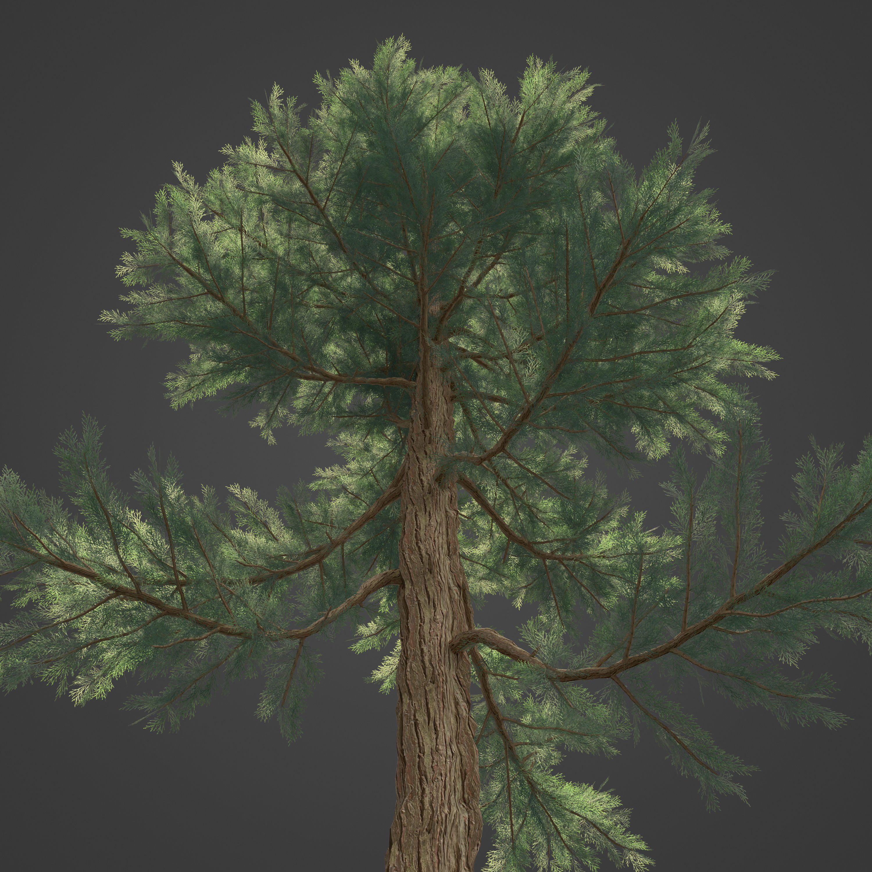 2021 PBR Incense Cedar Collection - Calocedrus Decurrens Free 3D model_2