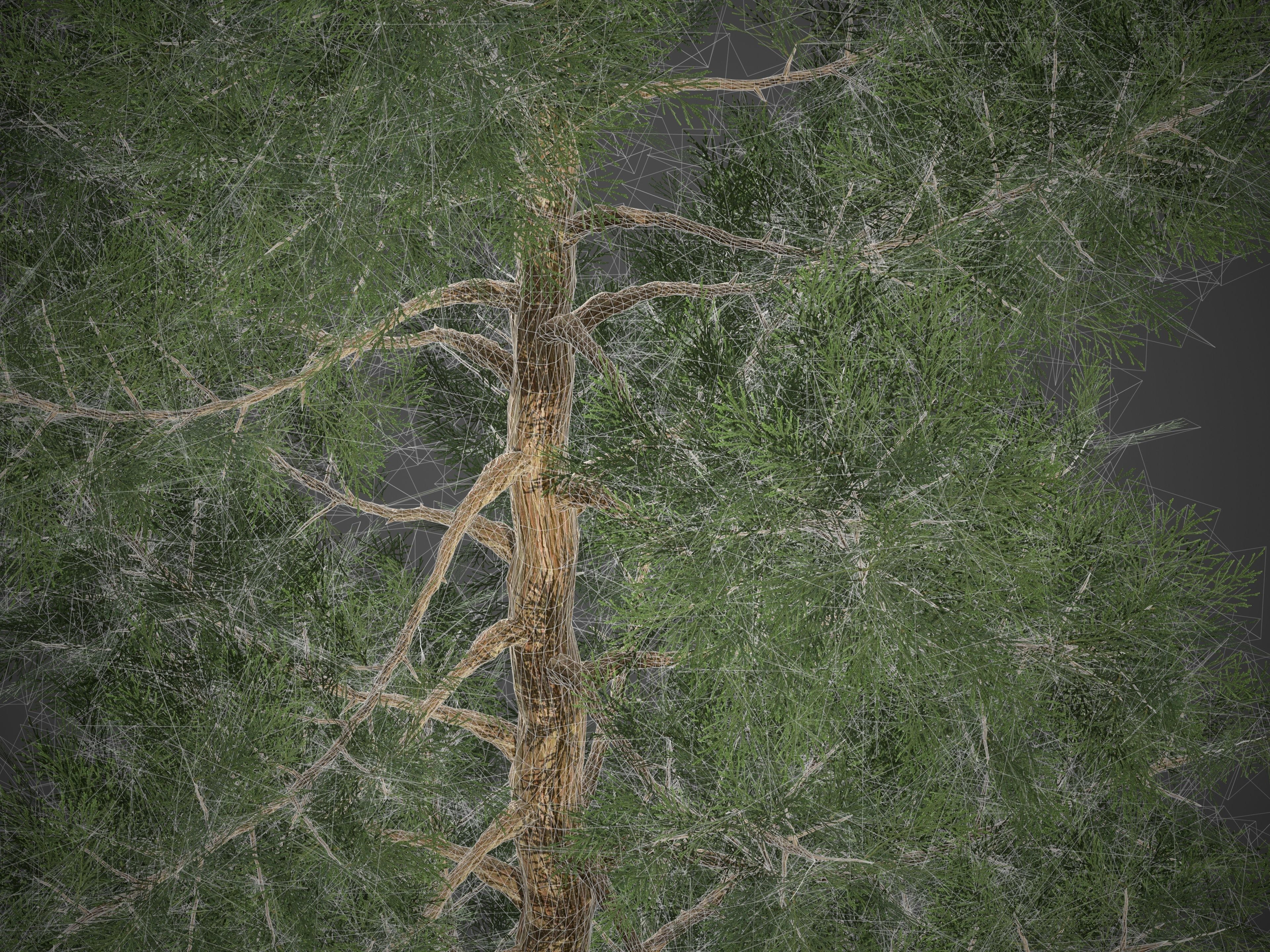 2021 PBR Incense Cedar Collection - Calocedrus Decurrens Free 3D model_9