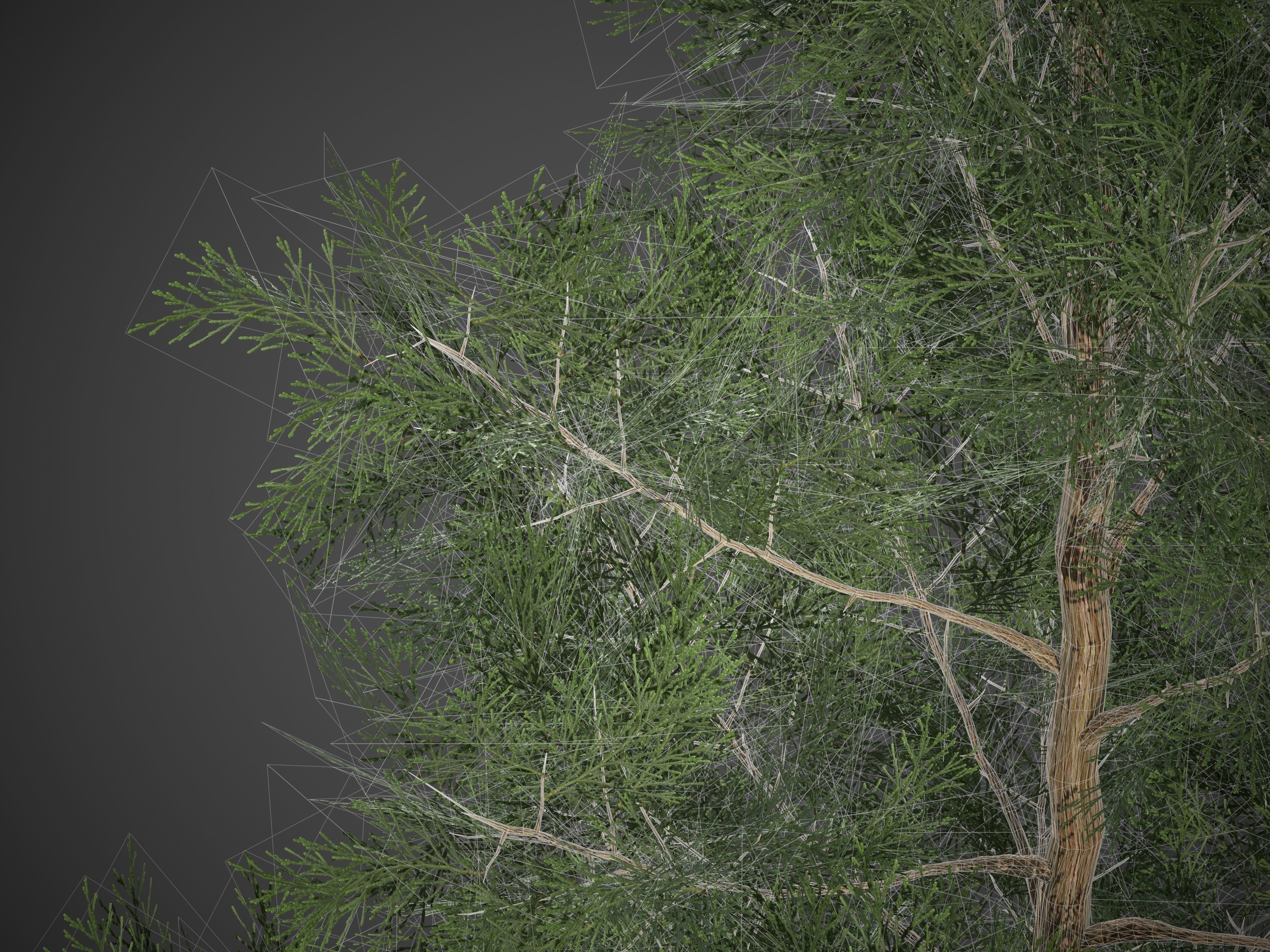 2021 PBR Incense Cedar Collection - Calocedrus Decurrens Free 3D model_10
