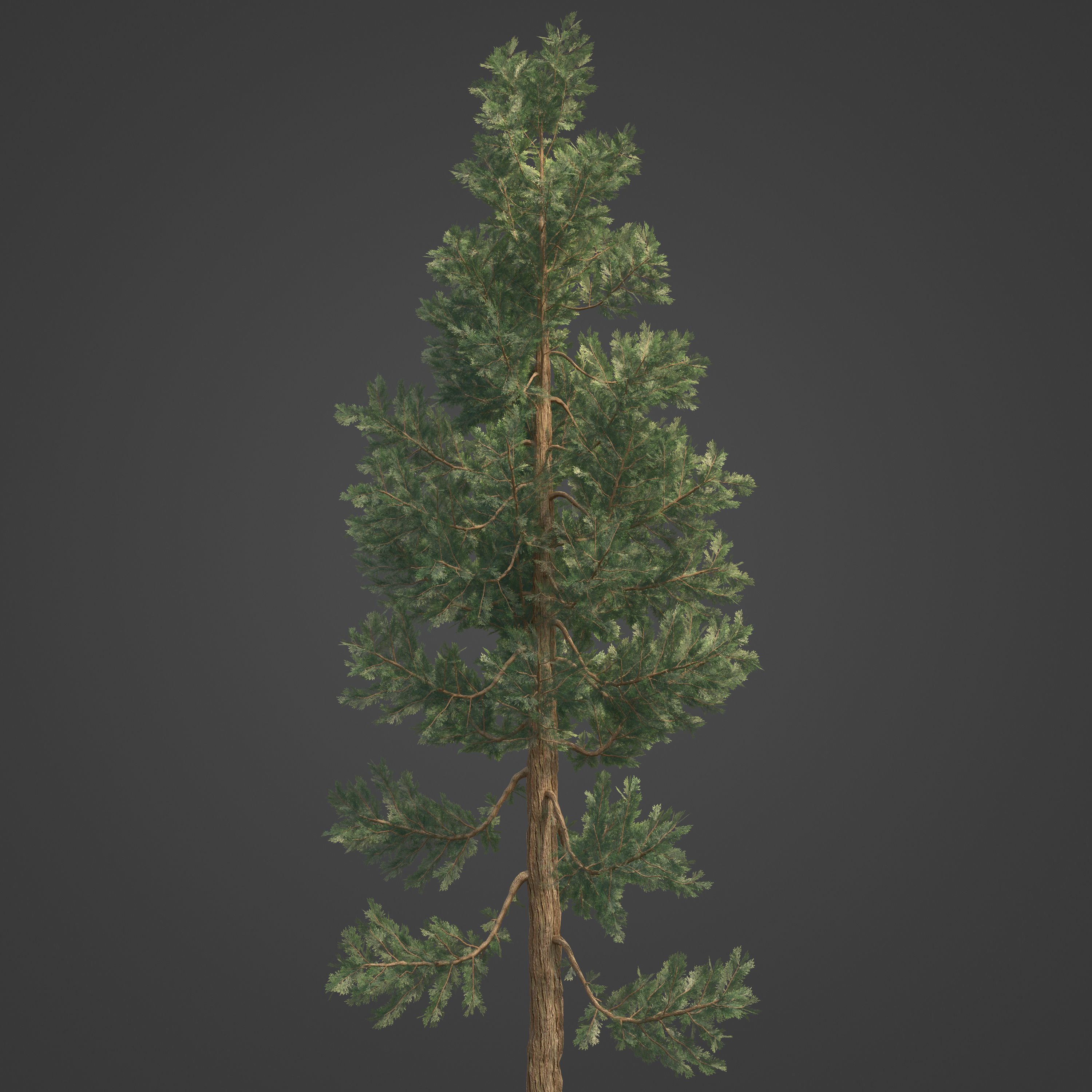 2021 PBR Incense Cedar Collection - Calocedrus Decurrens Free 3D model_7