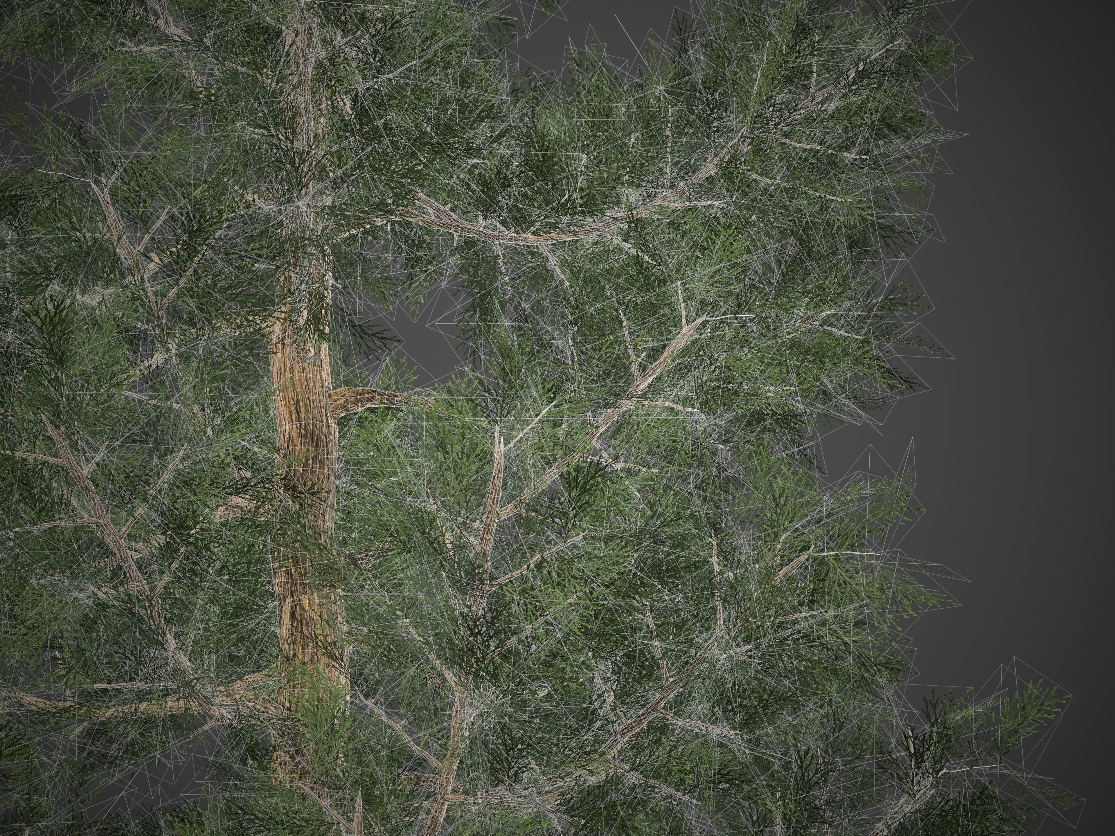 2021 PBR Incense Cedar Collection - Calocedrus Decurrens Free 3D model_8