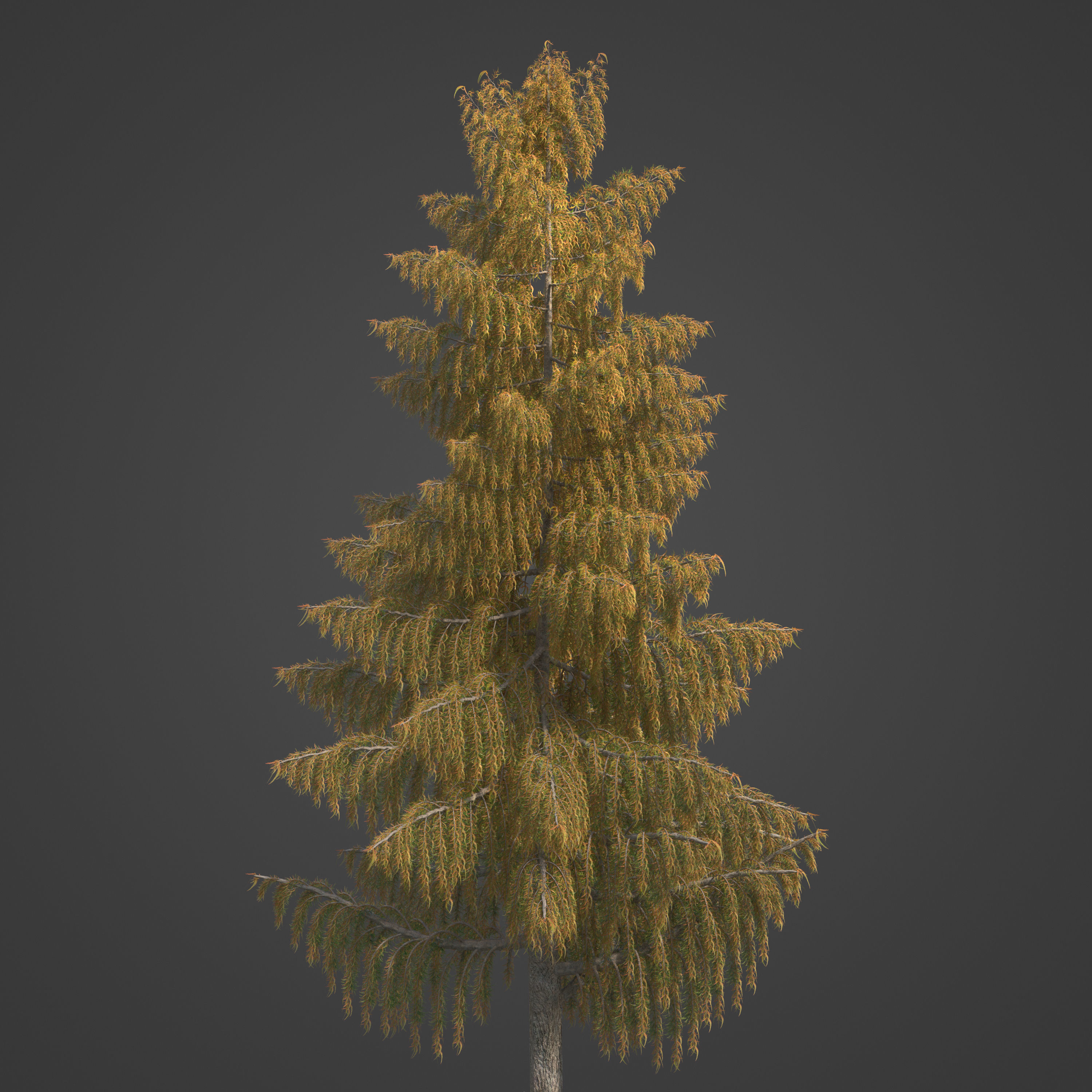 2021 PBR Bald Cypress Collection - Taxodium Distichum 3D model_6