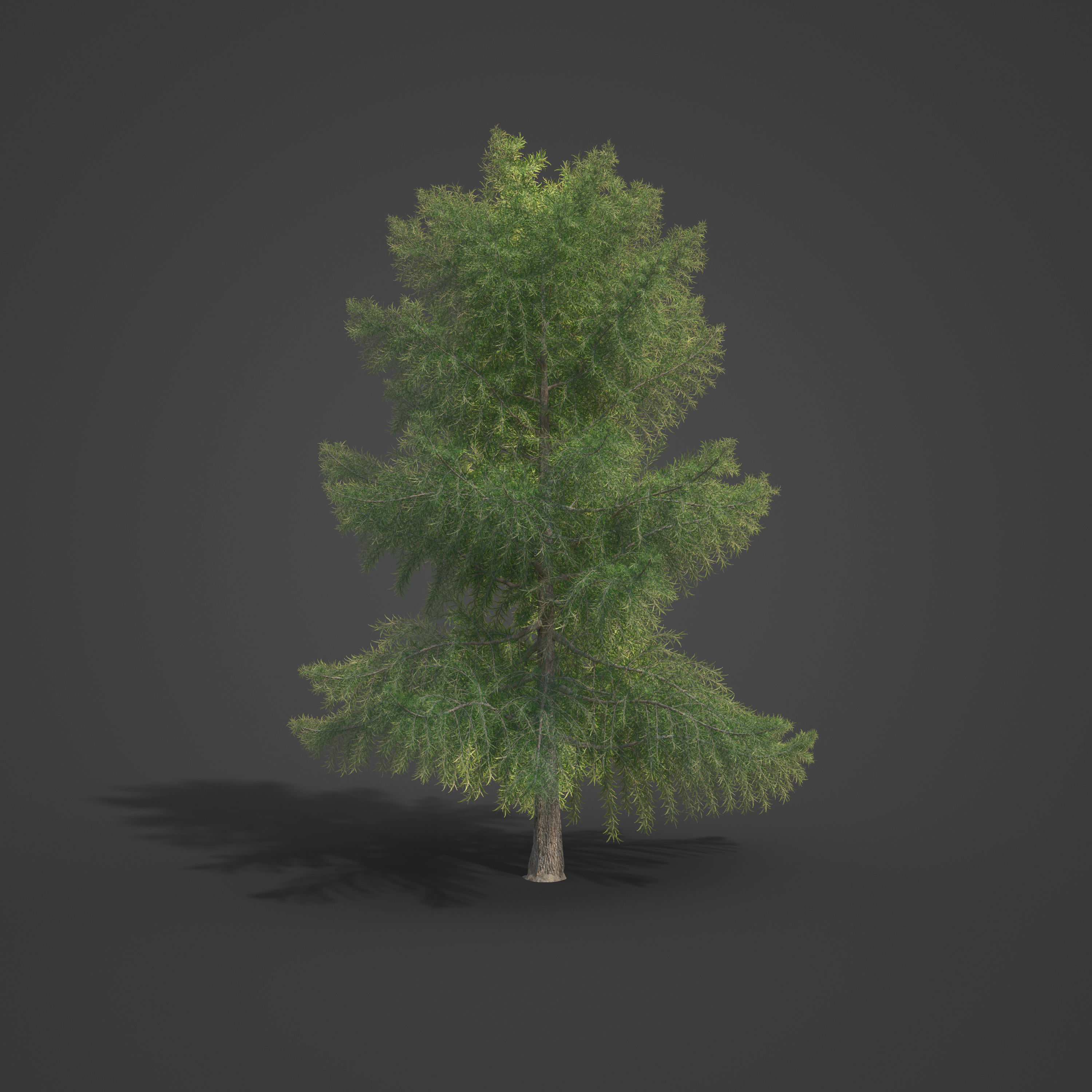 2021 PBR Bald Cypress Collection - Taxodium Distichum 3D model_4