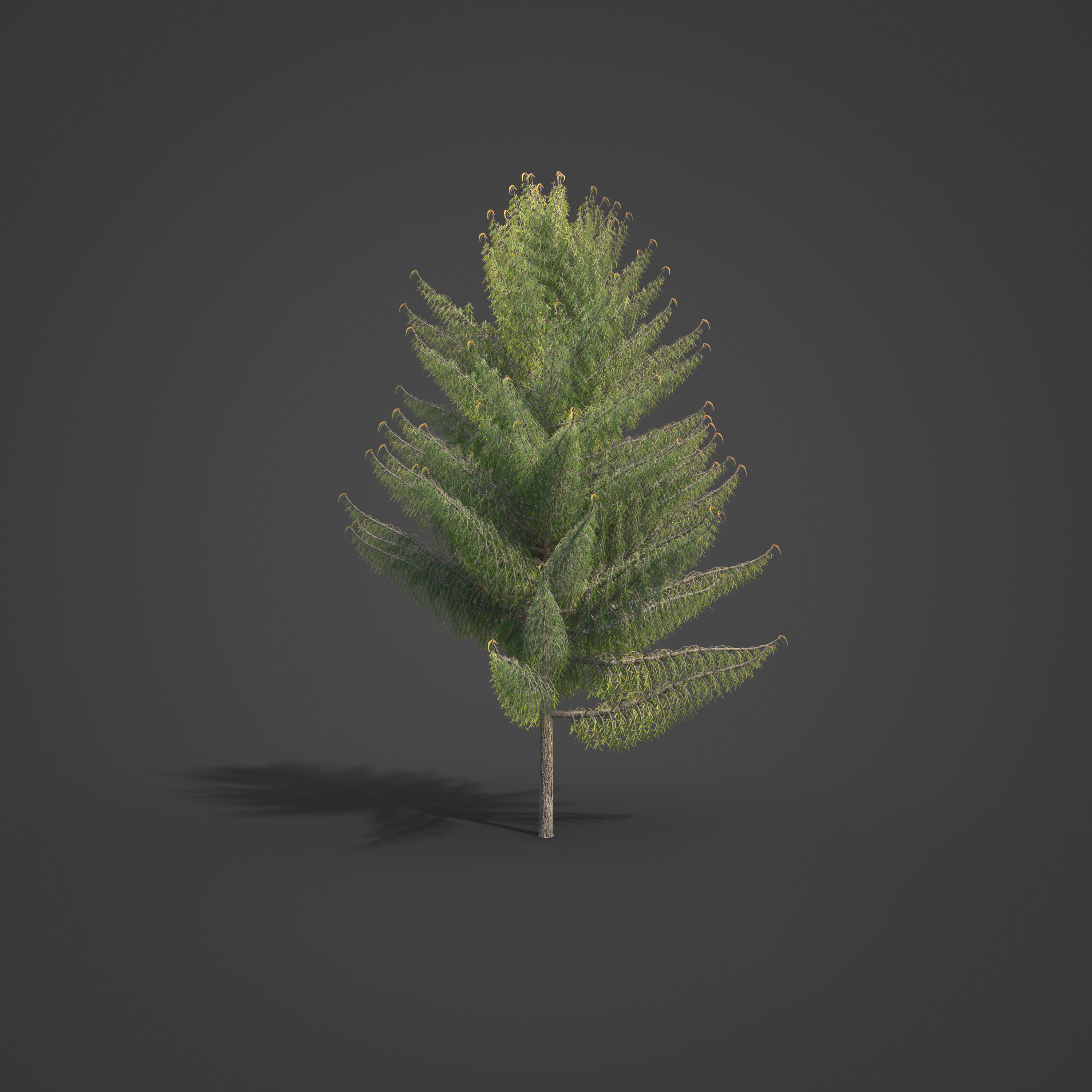 2021 PBR Bald Cypress Collection - Taxodium Distichum 3D model_2