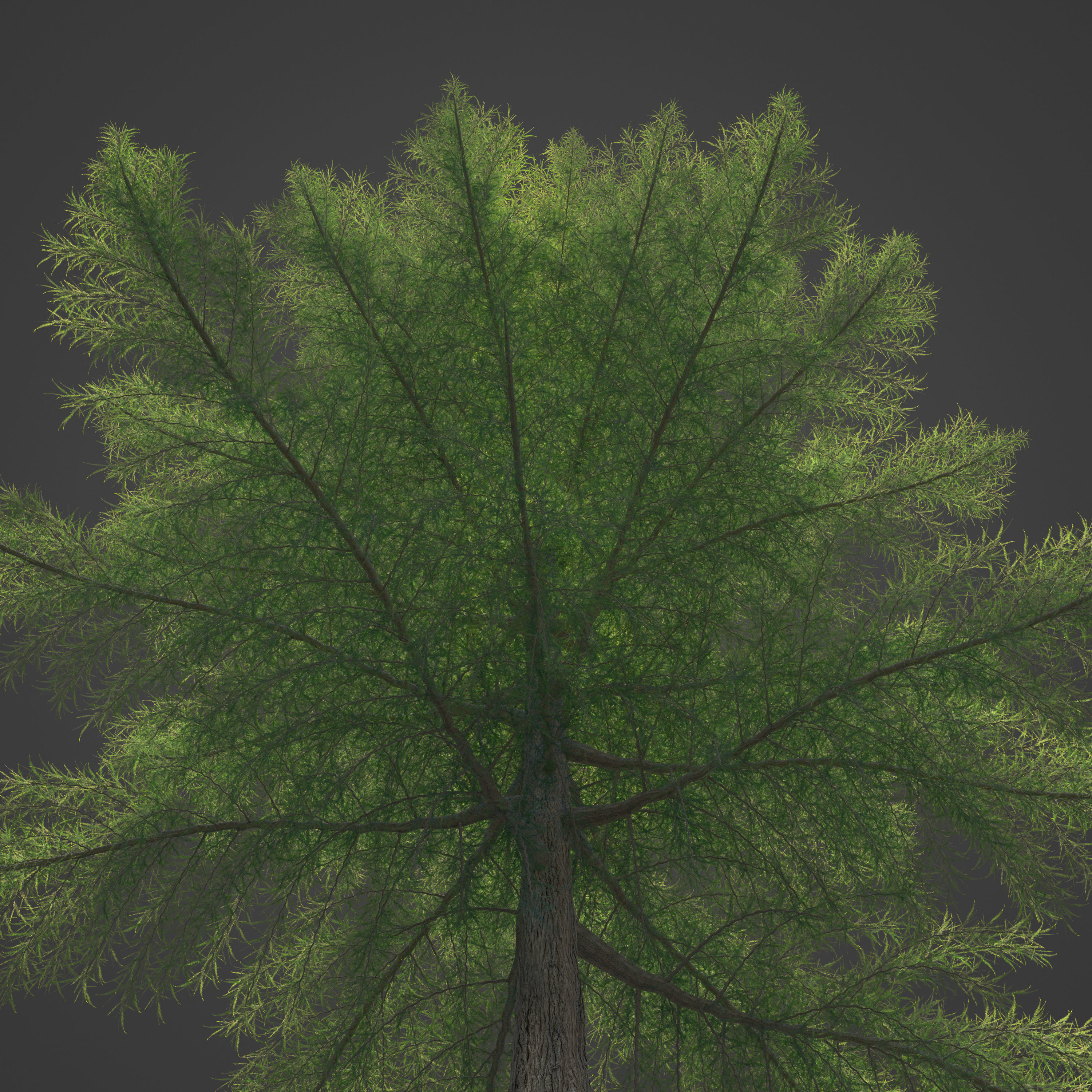 2021 PBR Bald Cypress Collection - Taxodium Distichum 3D model_5