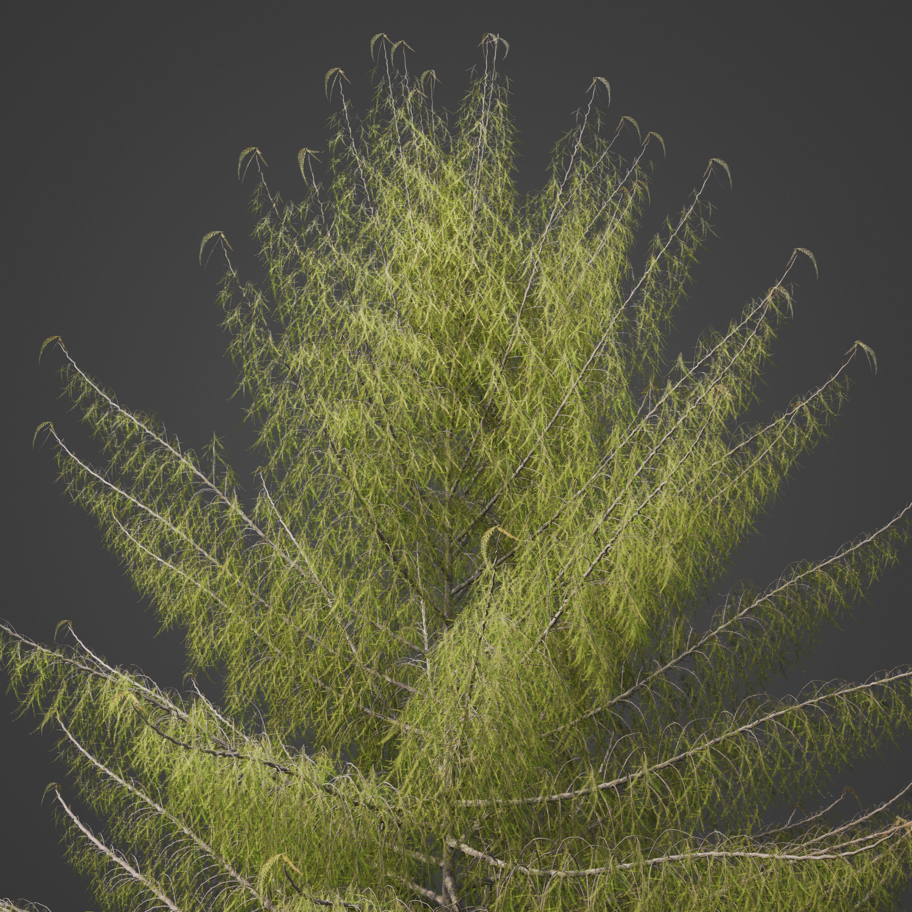 2021 PBR Bald Cypress Collection - Taxodium Distichum 3D model_7