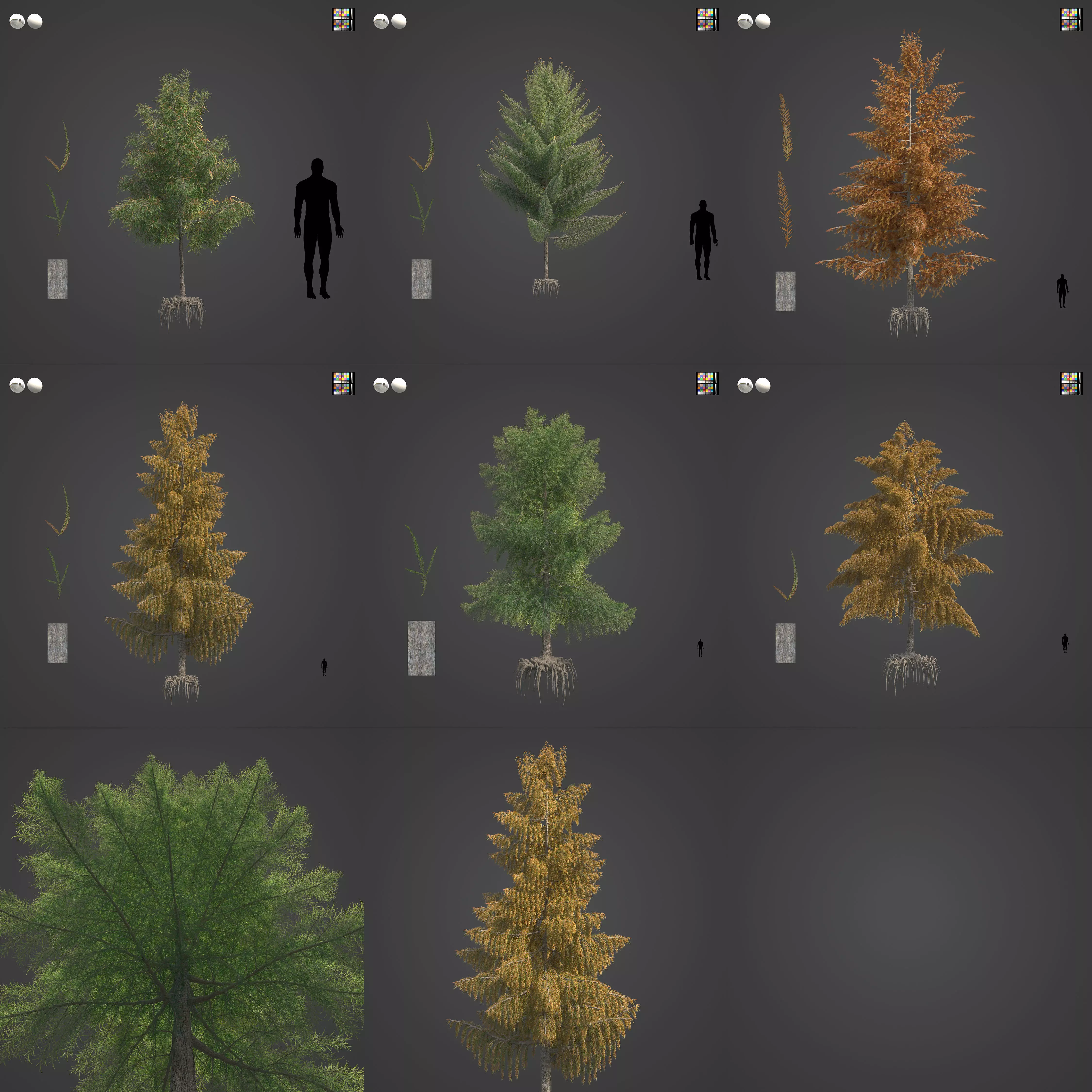 2021 PBR Bald Cypress Collection - Taxodium Distichum 3D model_0