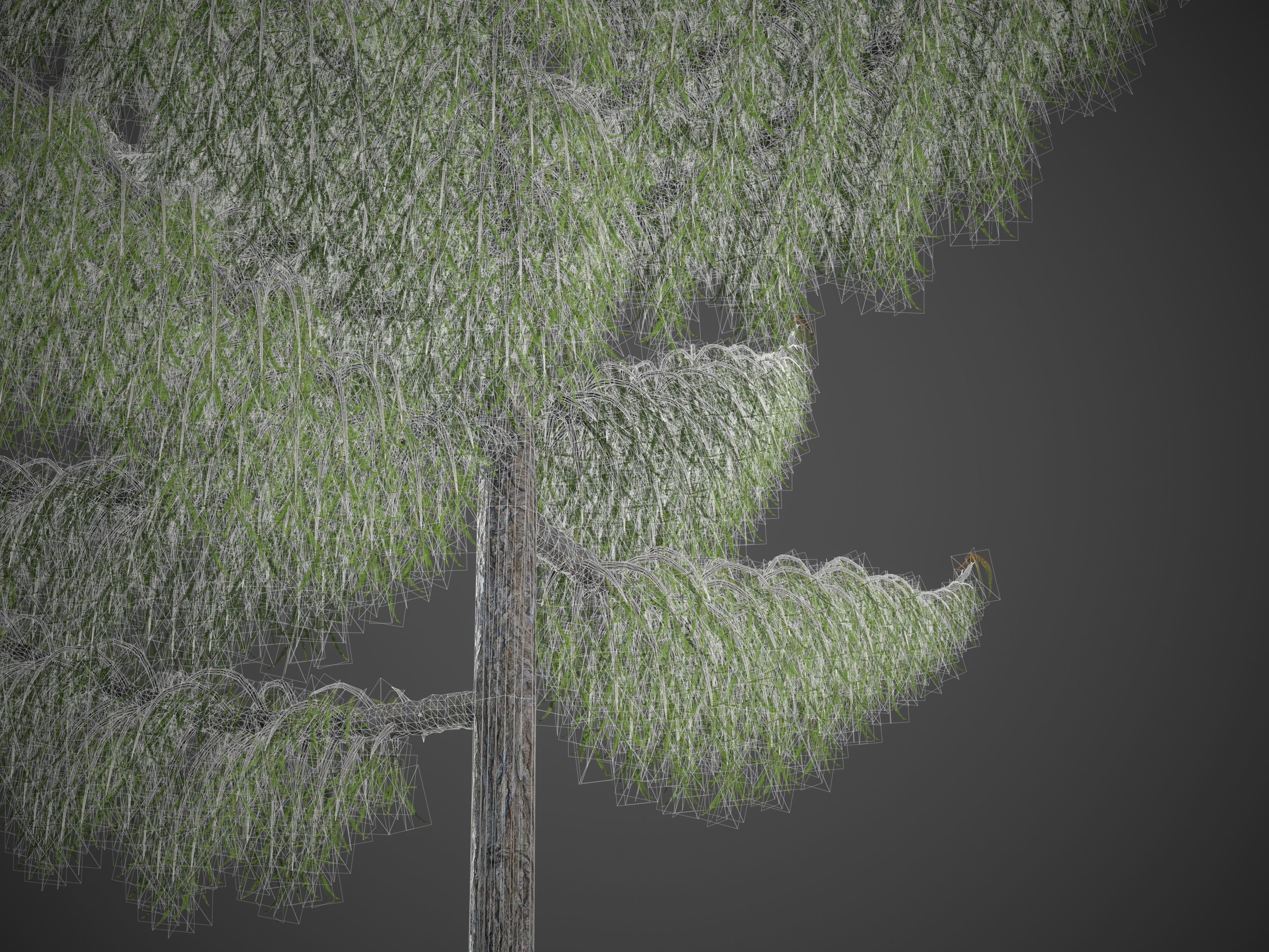 2021 PBR Bald Cypress Collection - Taxodium Distichum 3D model_8