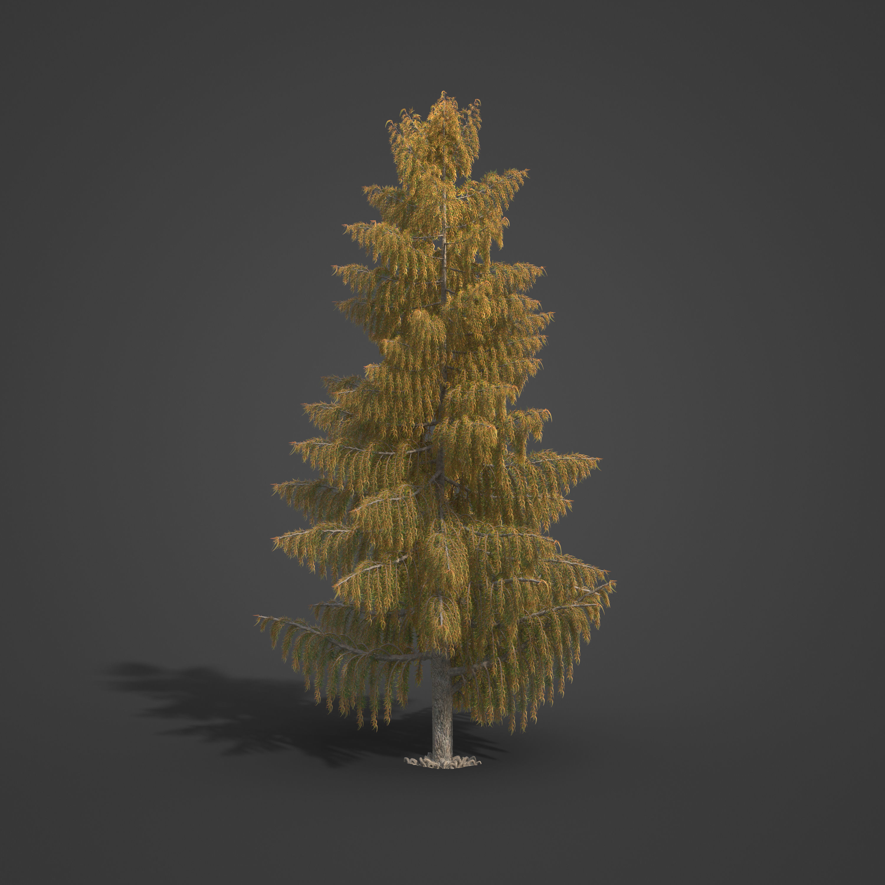 2021 PBR Bald Cypress Collection - Taxodium Distichum 3D model_3