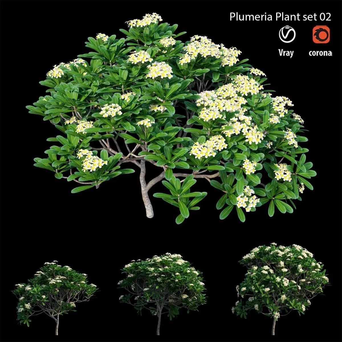 Plumeria Obtusa set 02 3D model