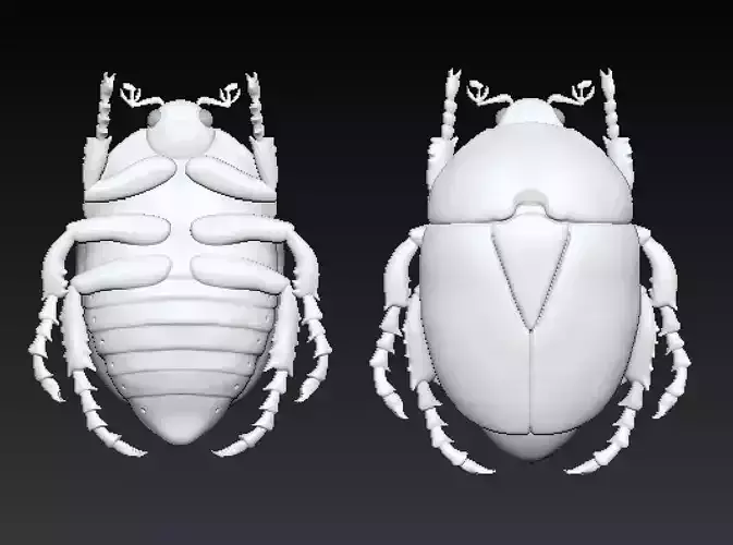 scarab two beetles