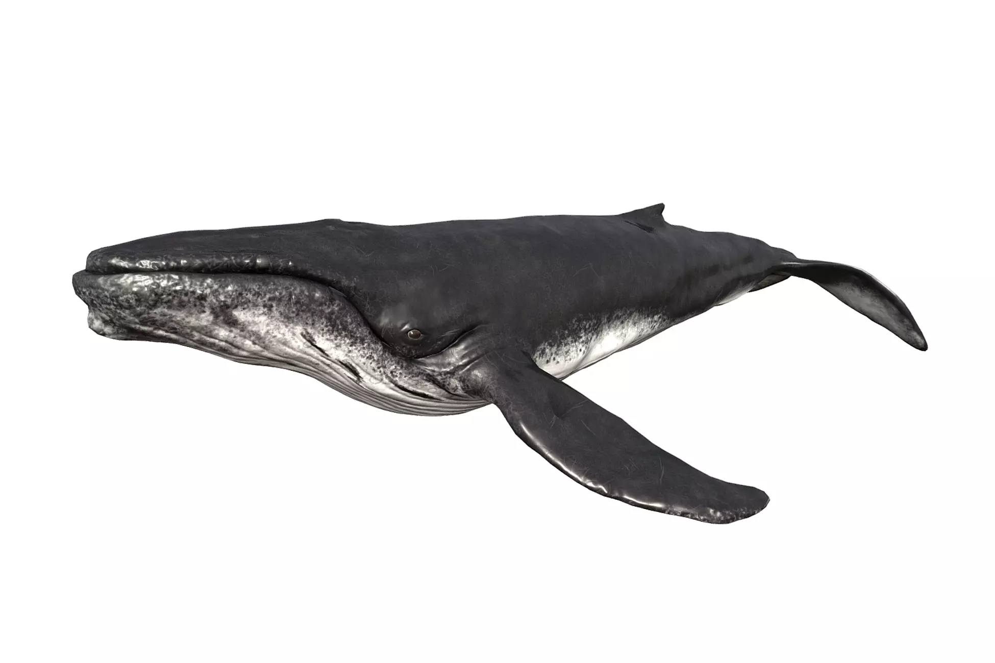 Humpback Whale Low-poly 3D model_0