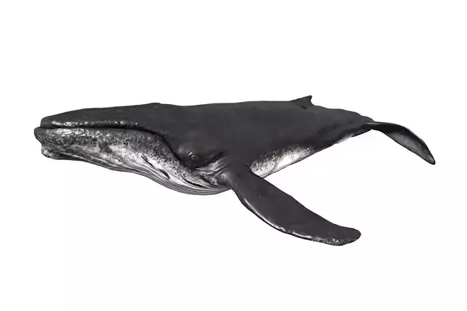 Humpback Whale Low-poly 3D model