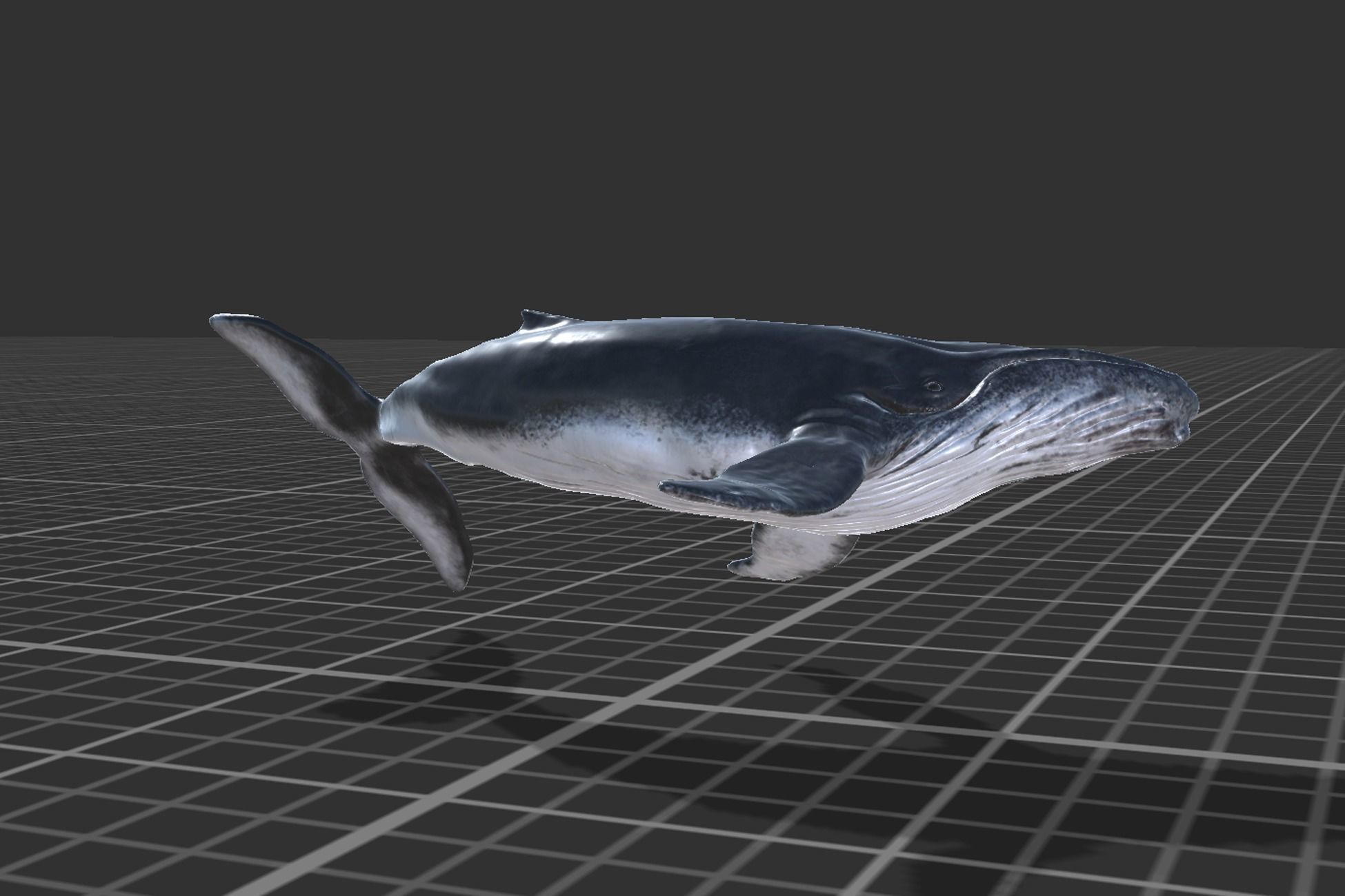 Humpback Whale Low-poly 3D model_8