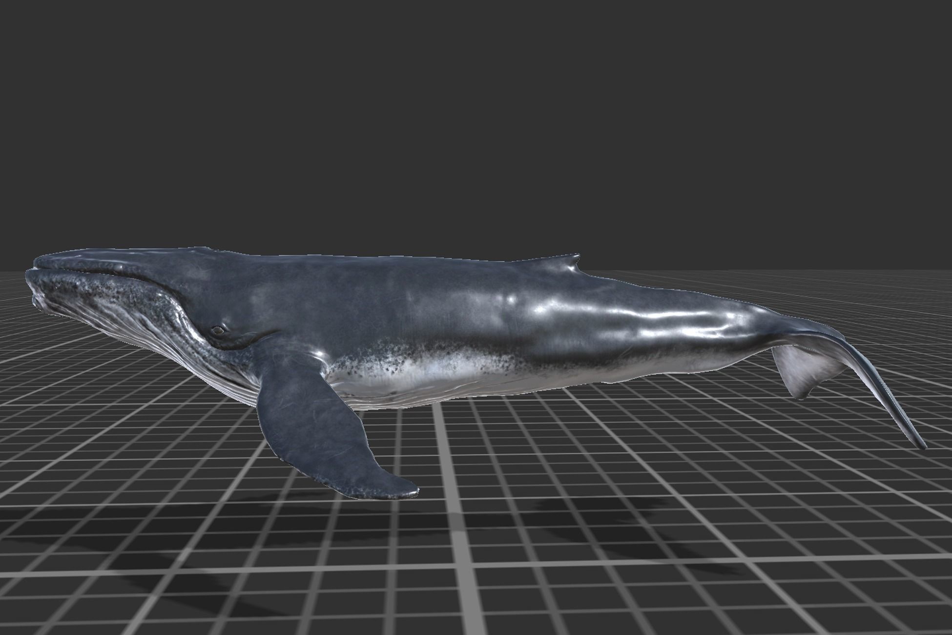 Humpback Whale Low-poly 3D model_3