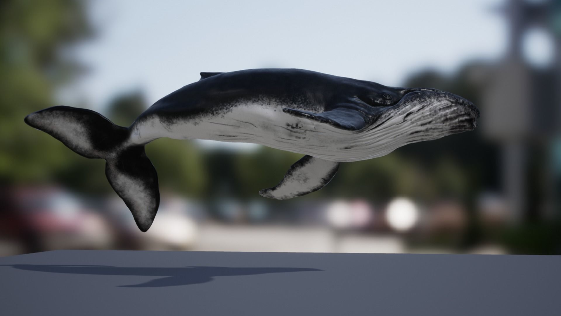Humpback Whale Low-poly 3D model_10
