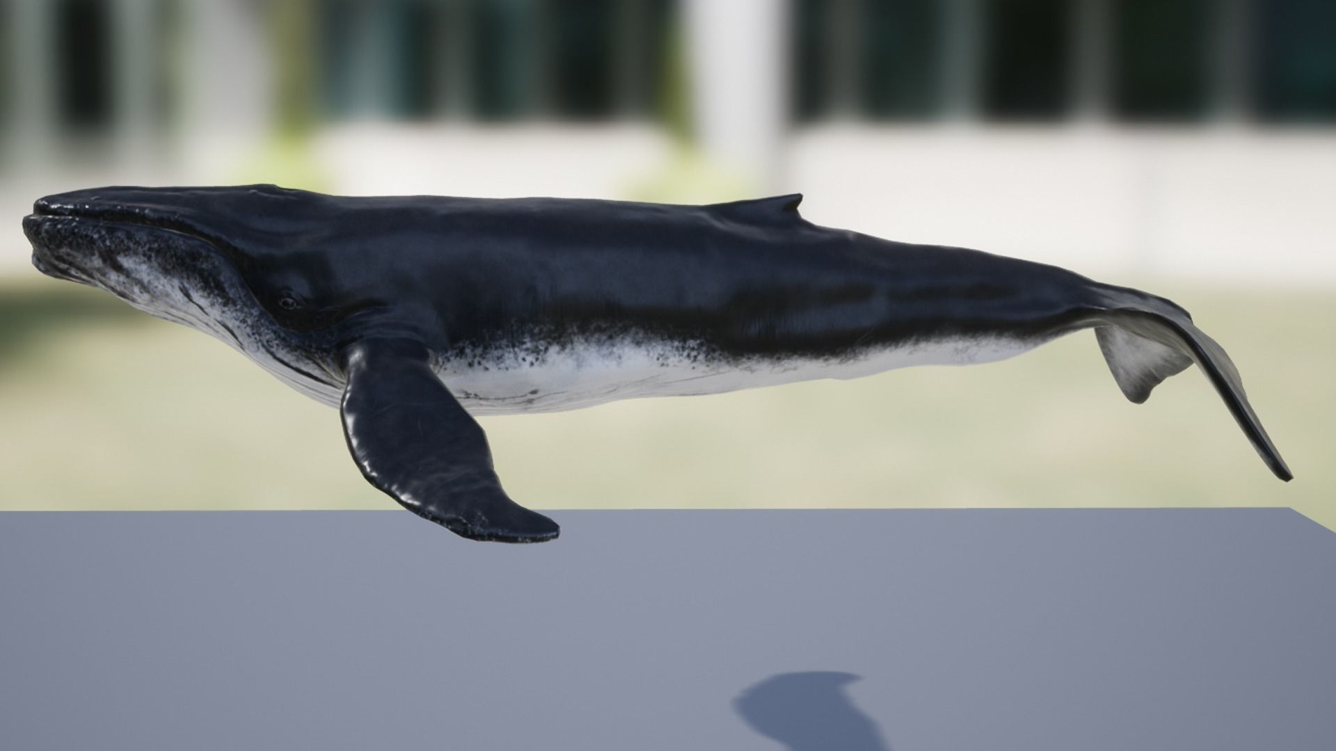 Humpback Whale Low-poly 3D model_7