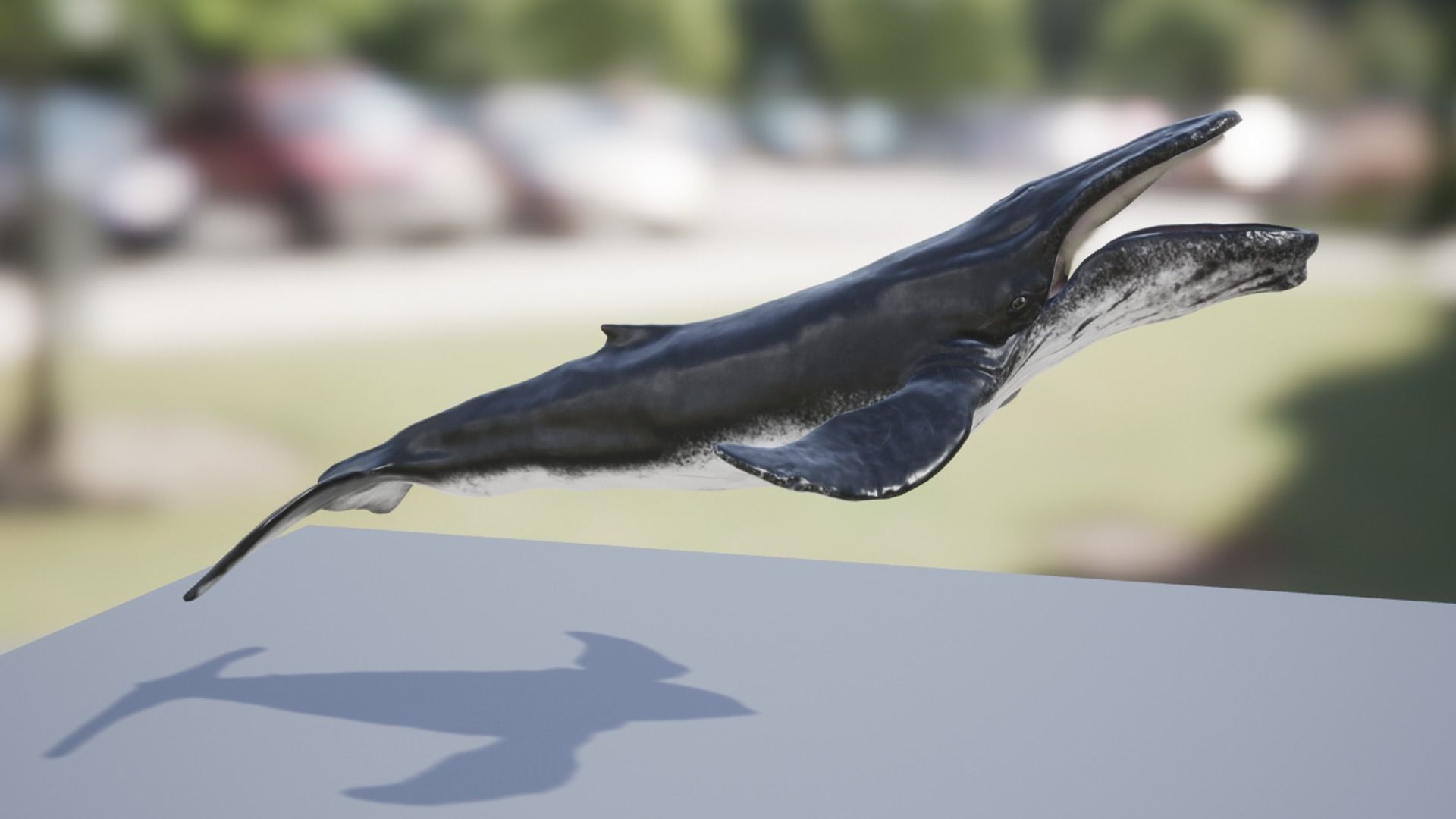 Humpback Whale Low-poly 3D model_13