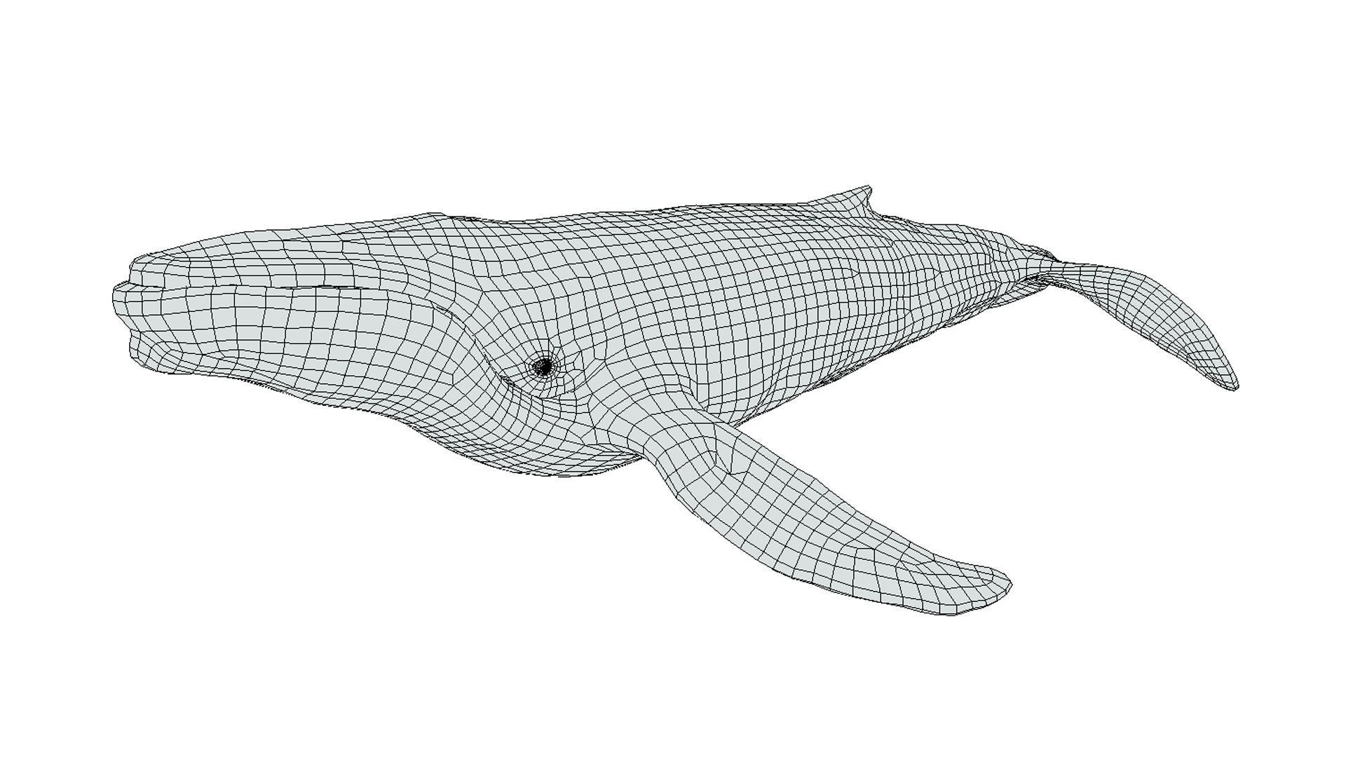 Humpback Whale Low-poly 3D model_2