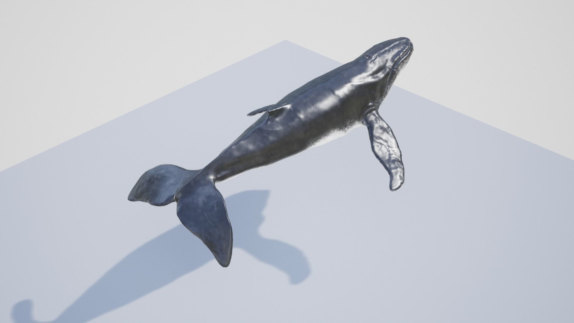 Humpback Whale Low-poly 3D model_11