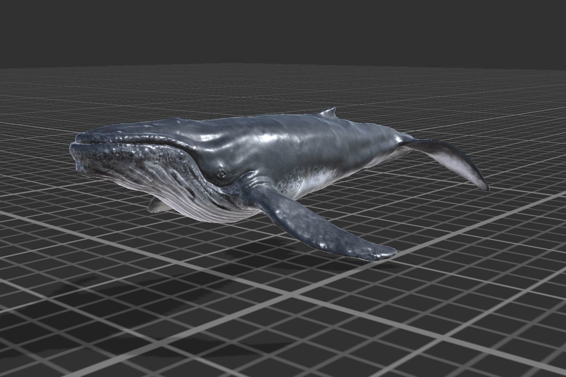 Humpback Whale Low-poly 3D model_4