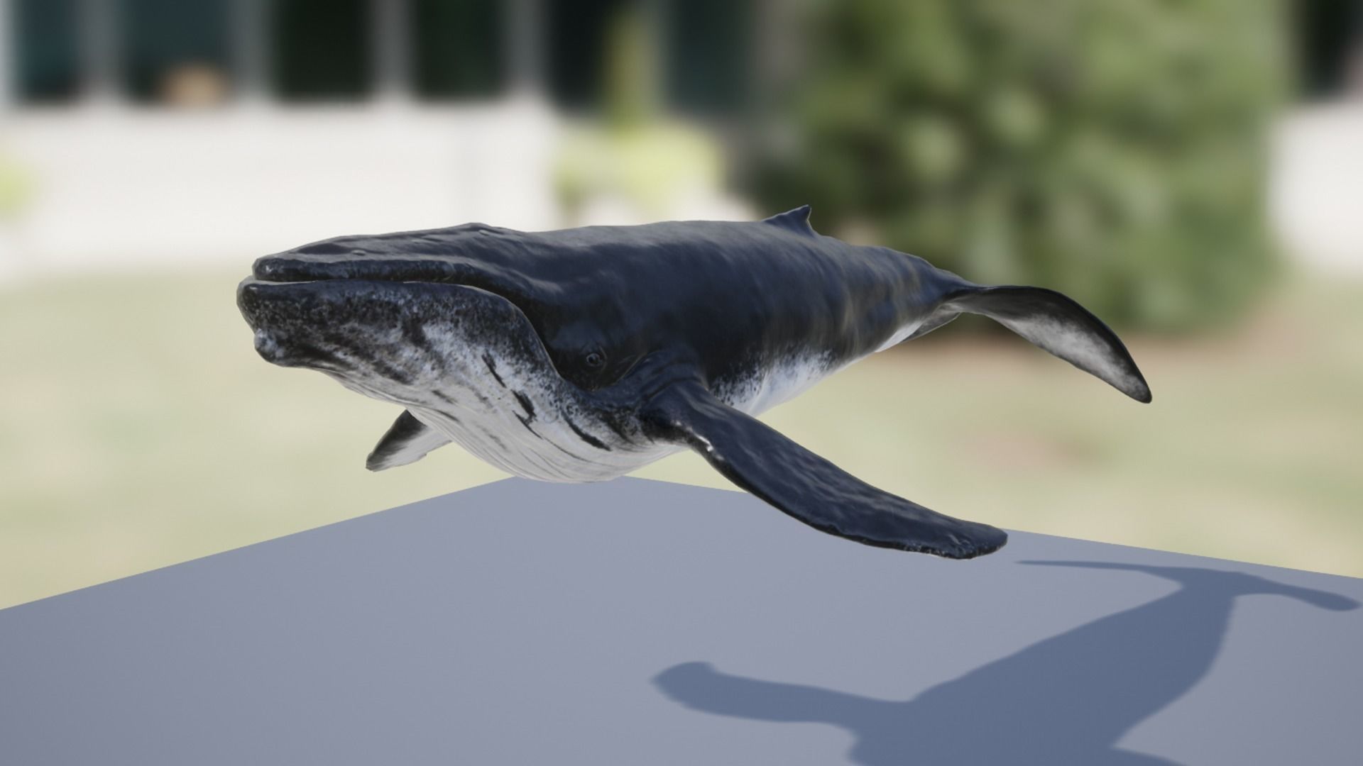 Humpback Whale Low-poly 3D model_12
