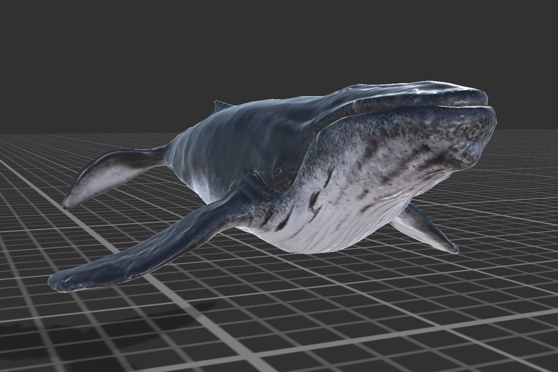 Humpback Whale Low-poly 3D model_9