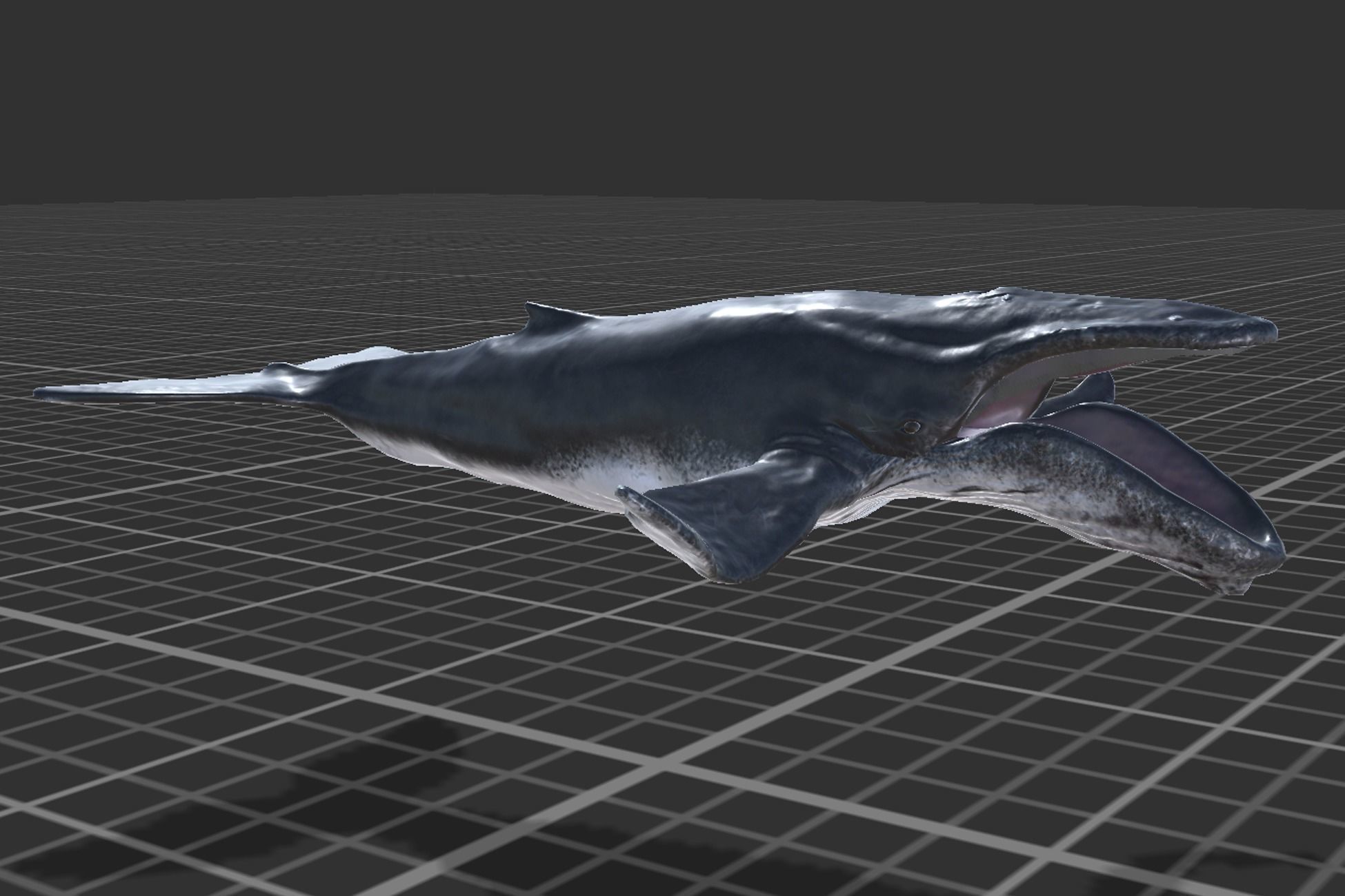 Humpback Whale Low-poly 3D model_6