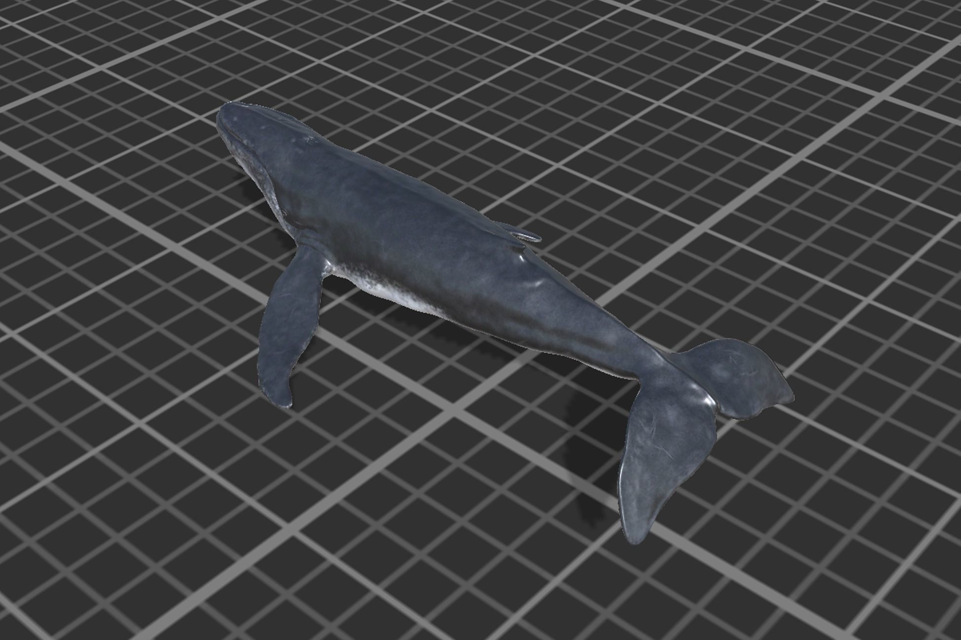 Humpback Whale Low-poly 3D model_5