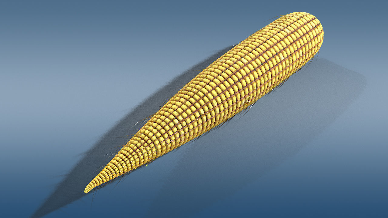 old corn low poly Low-poly 3D model_1