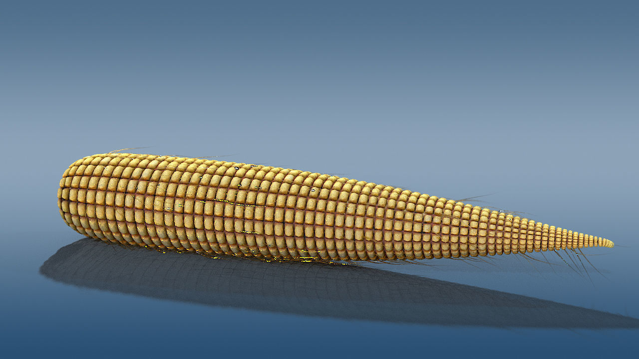 old corn low poly Low-poly 3D model_3