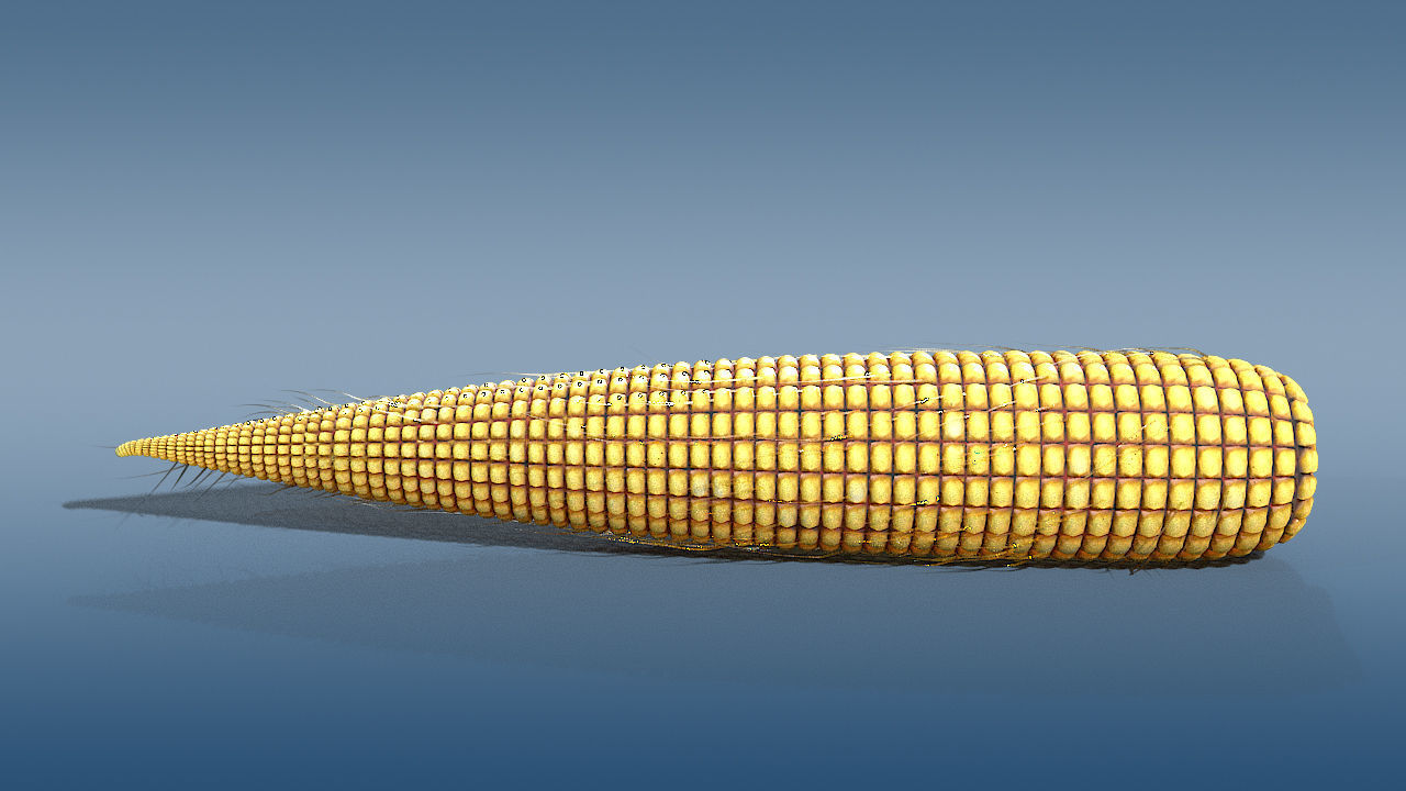 old corn low poly Low-poly 3D model_2