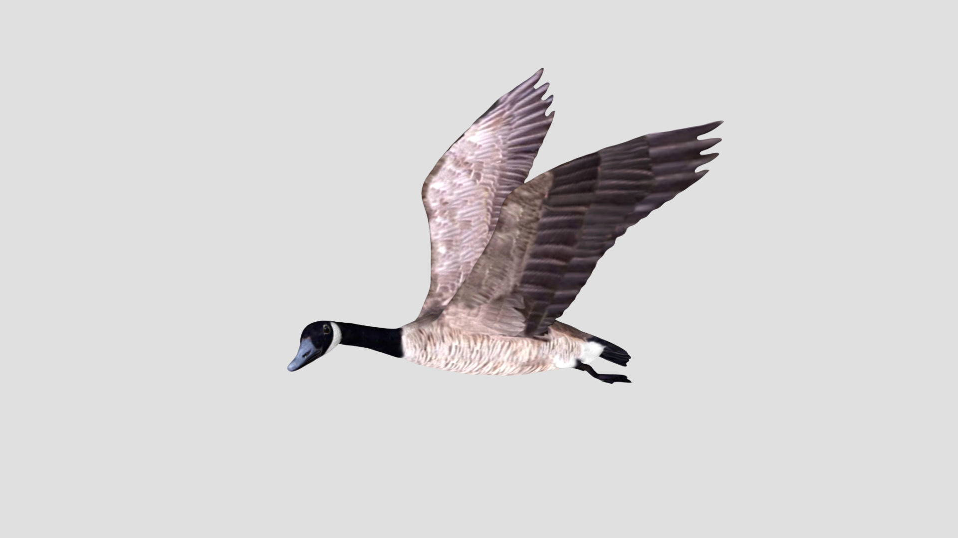 Canadian Goose 3D model_3