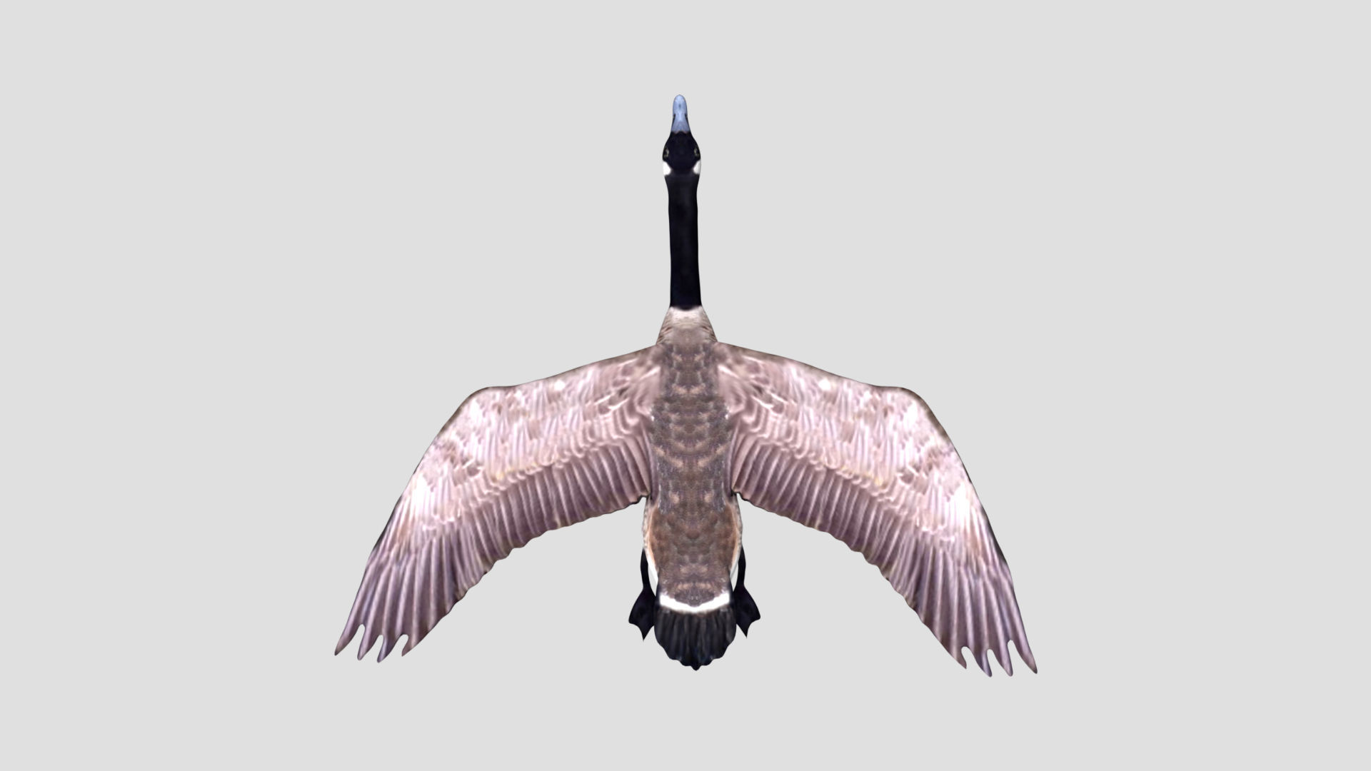 Canadian Goose 3D model_5